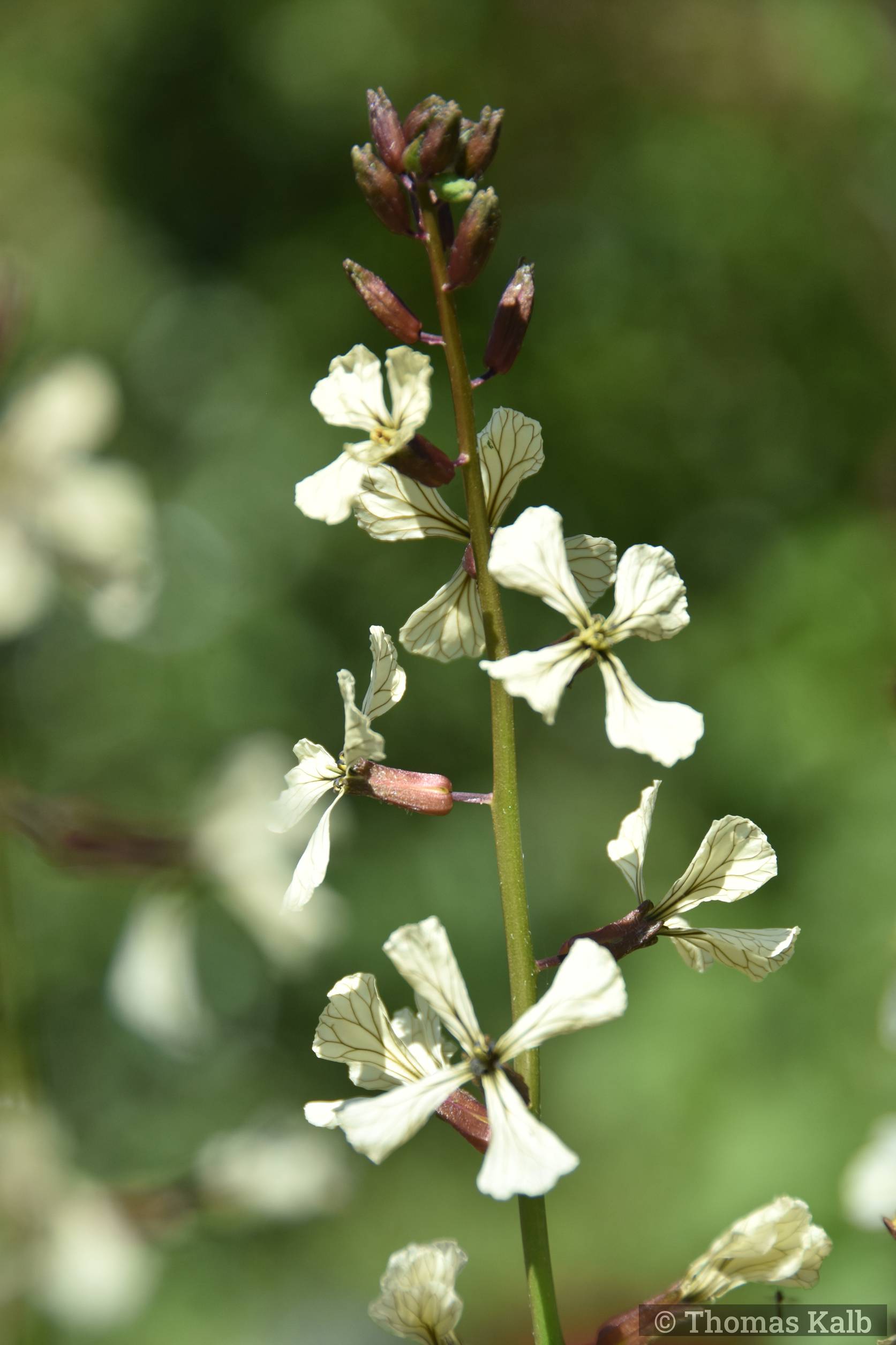 Eruca vesicaria ssp. sativa