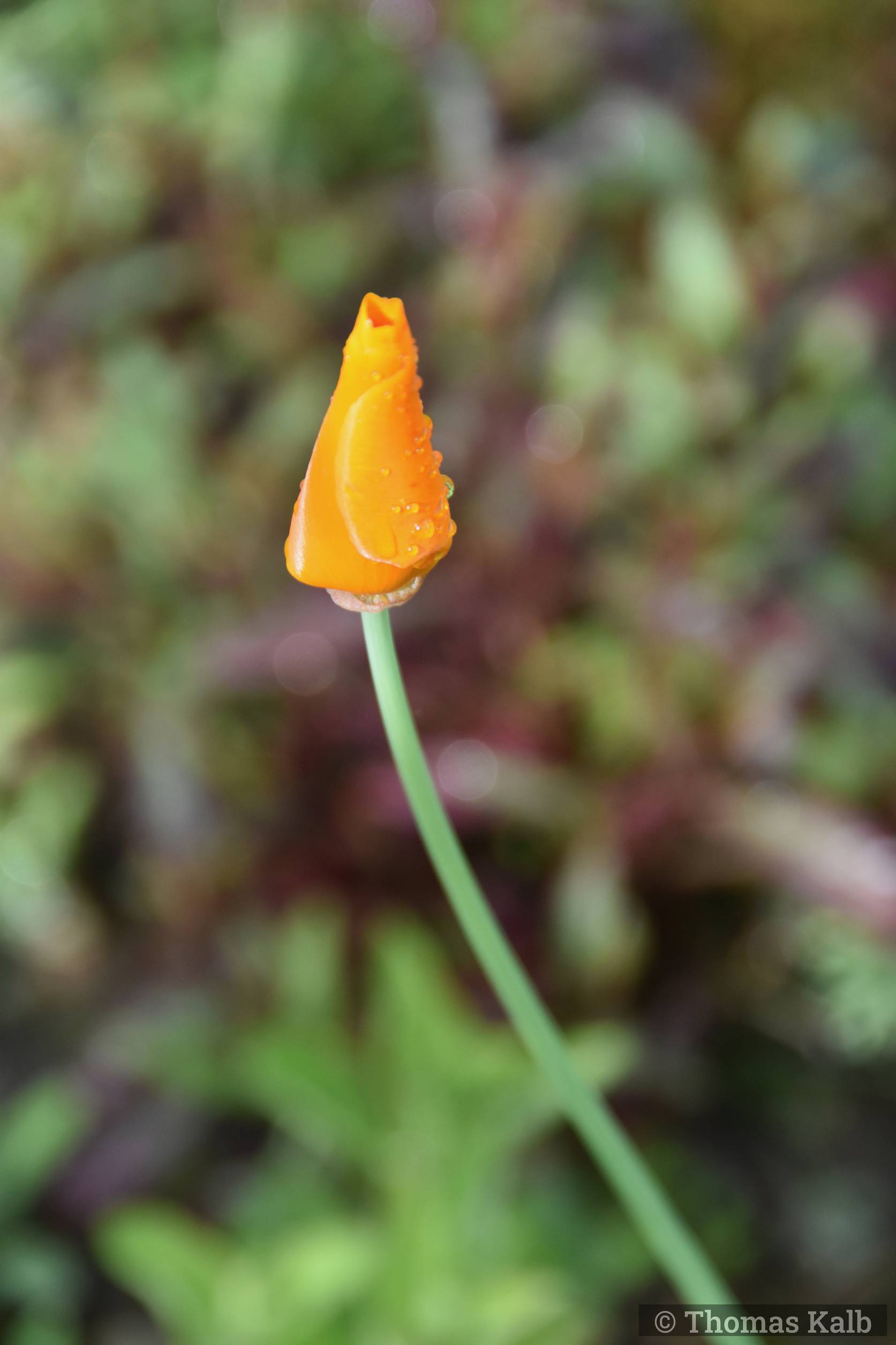 Eschscholtzia californica