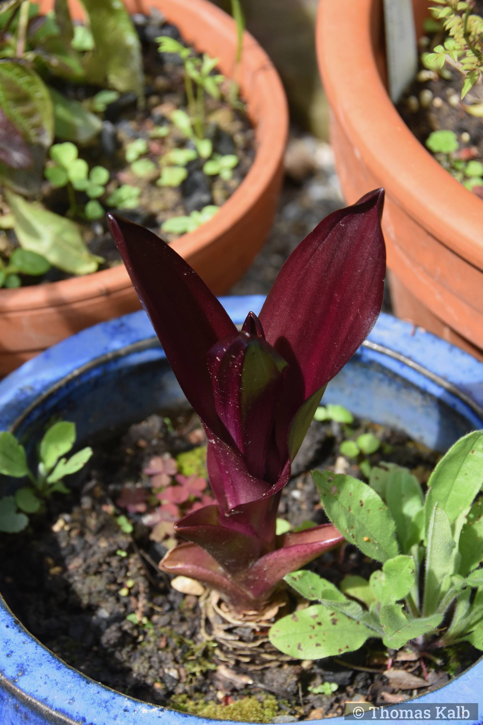 Eucomis ’Sparkling Burgundy’