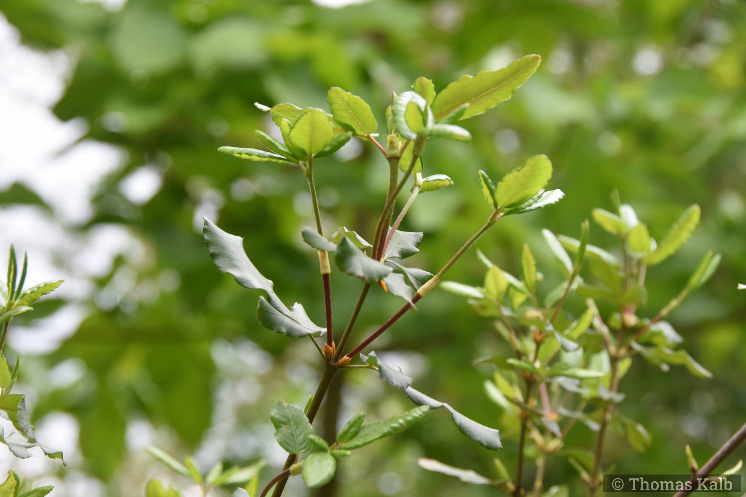 Eucryphia x intermedia