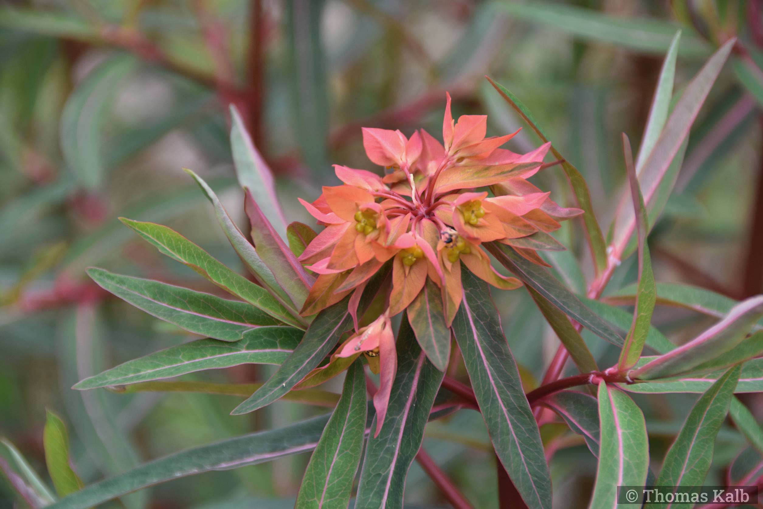 Euphorbia griffithii ’Fireglow’