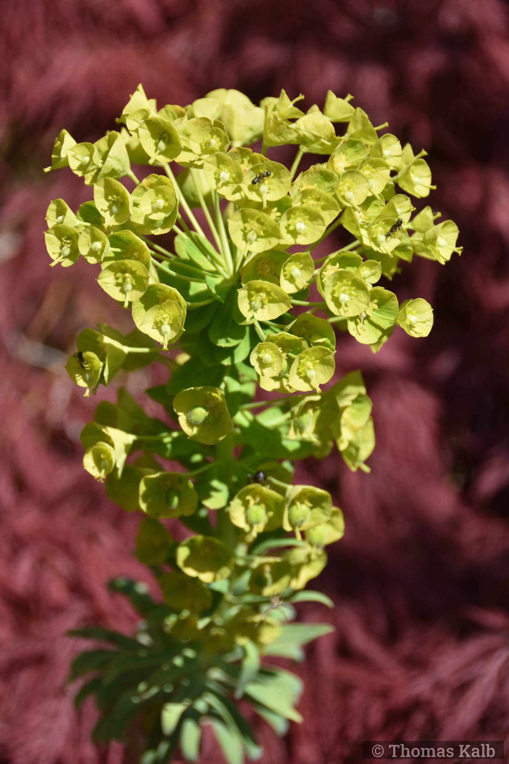 Euphorbia characias