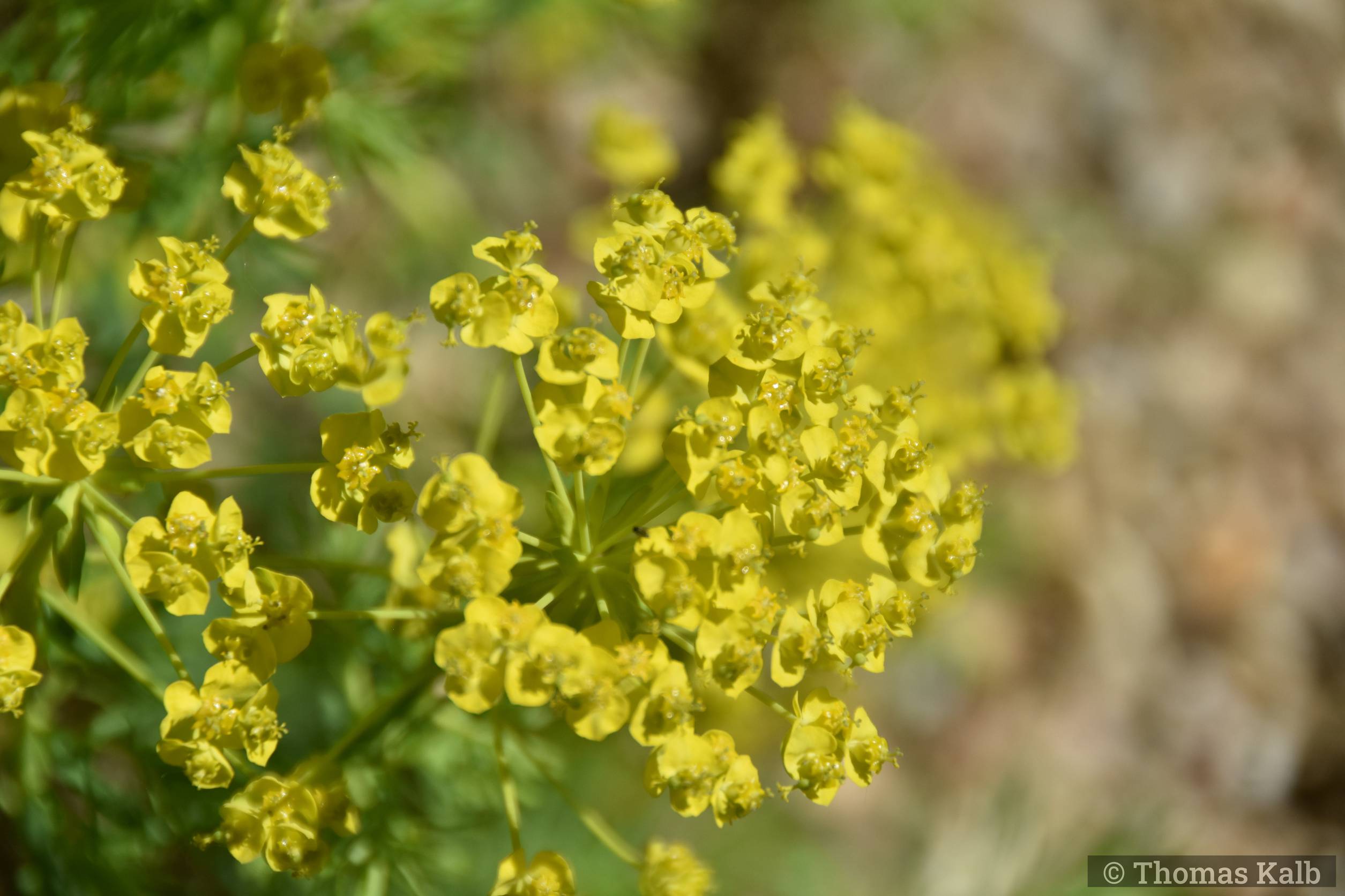 Euphorbia cyparissias
