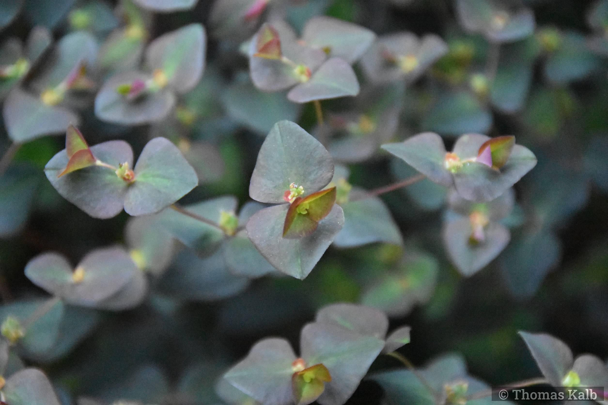 Euphorbia dulcis ‚Chameleon‘