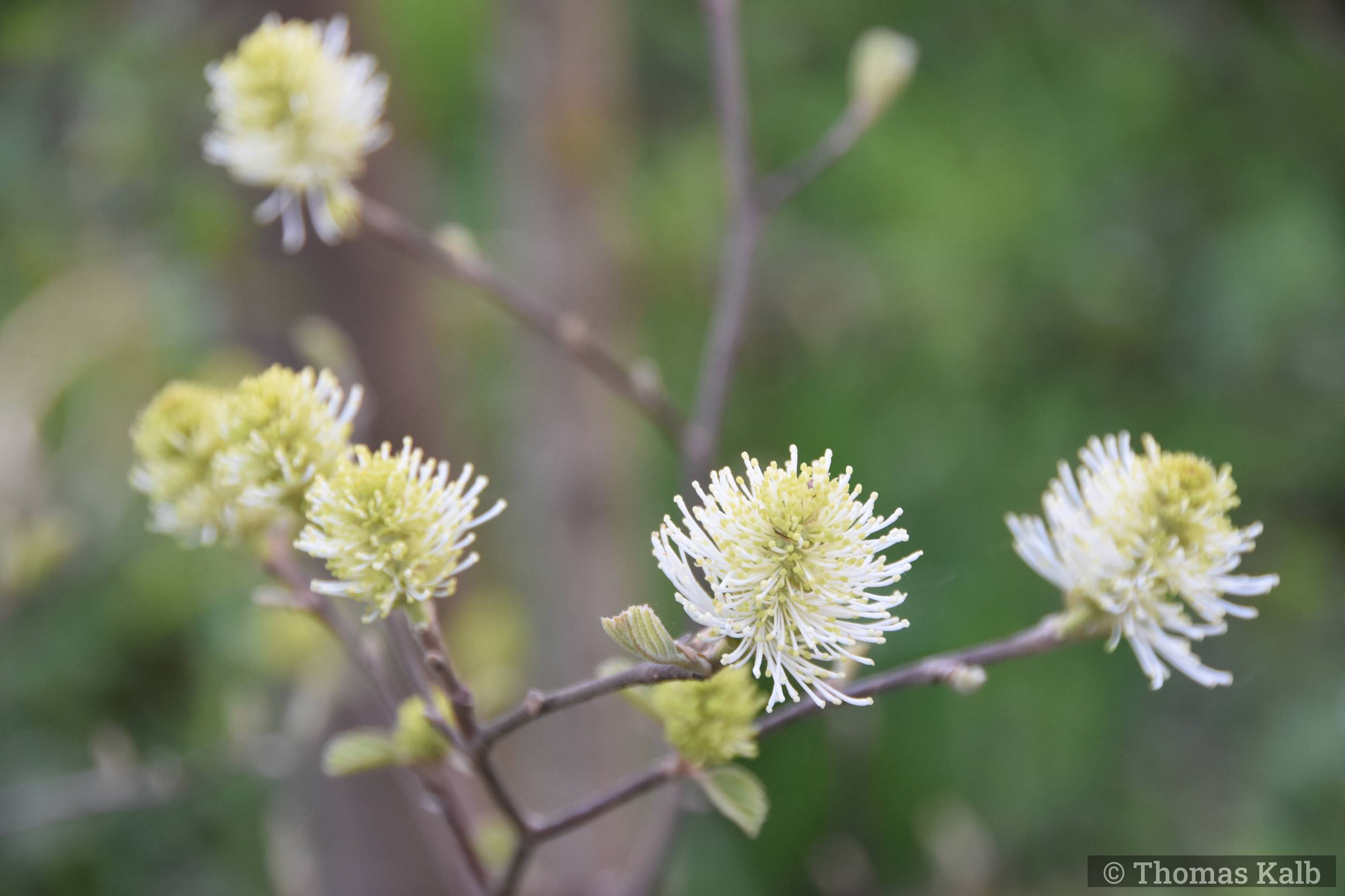 Fothergilla major ’Mount Airy’