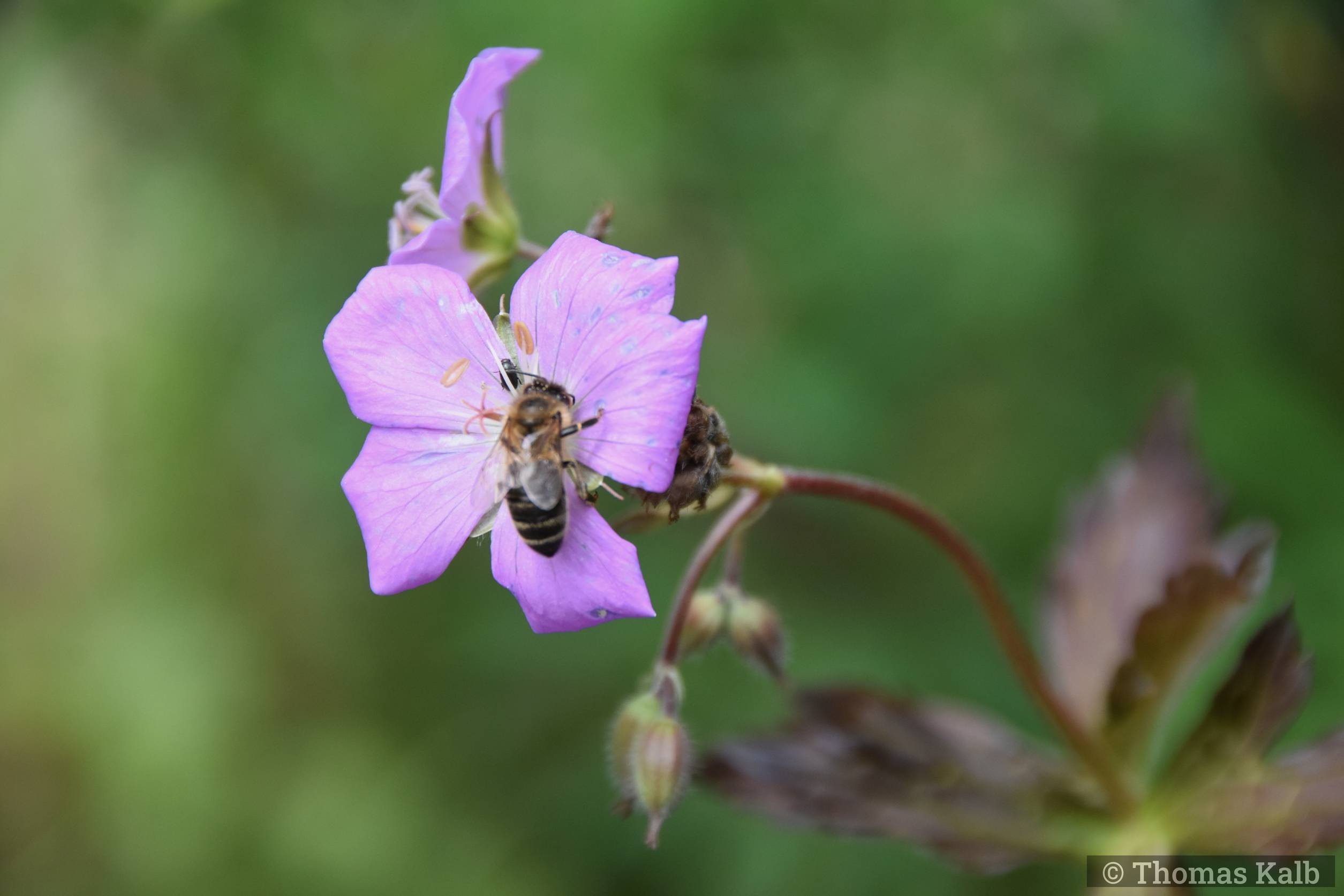 Geranium maculatum ‚Elizabeth Arden‘