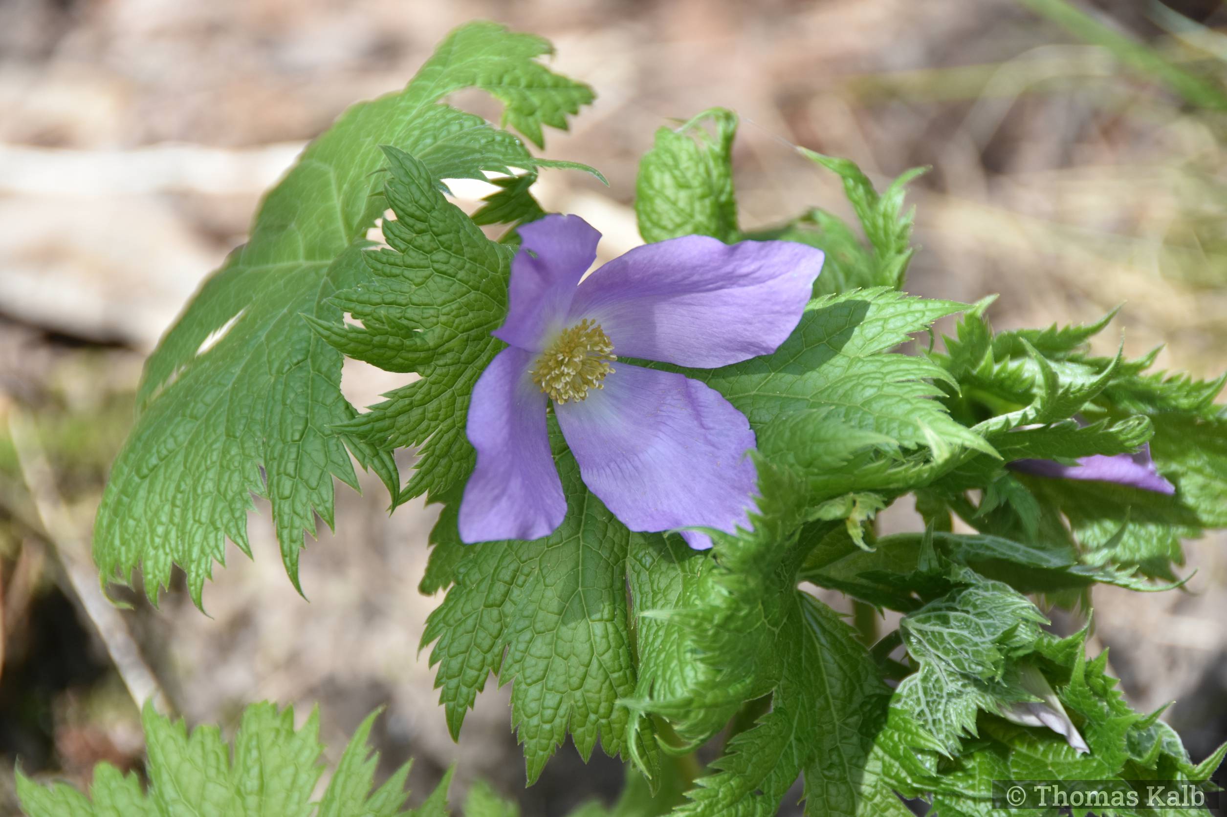 Glaucidium palmatum