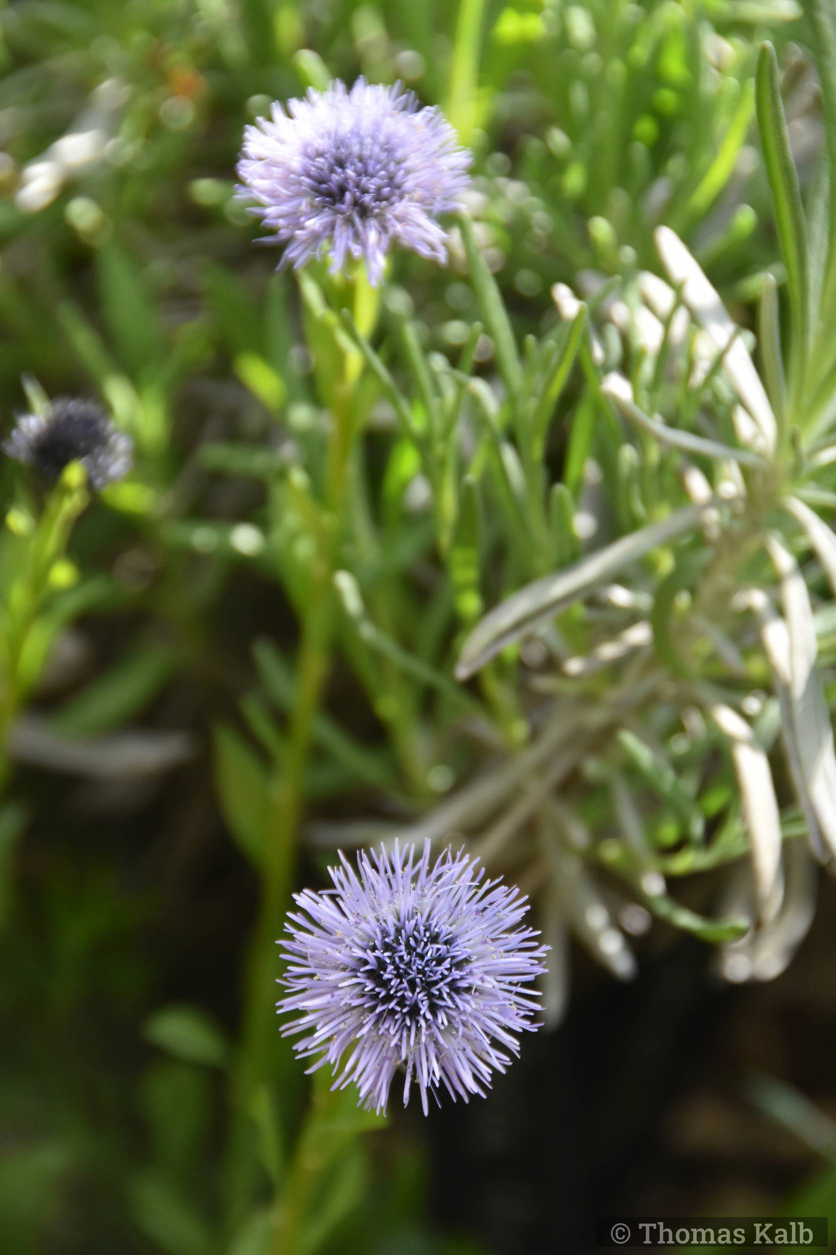 Globularia trichosantha