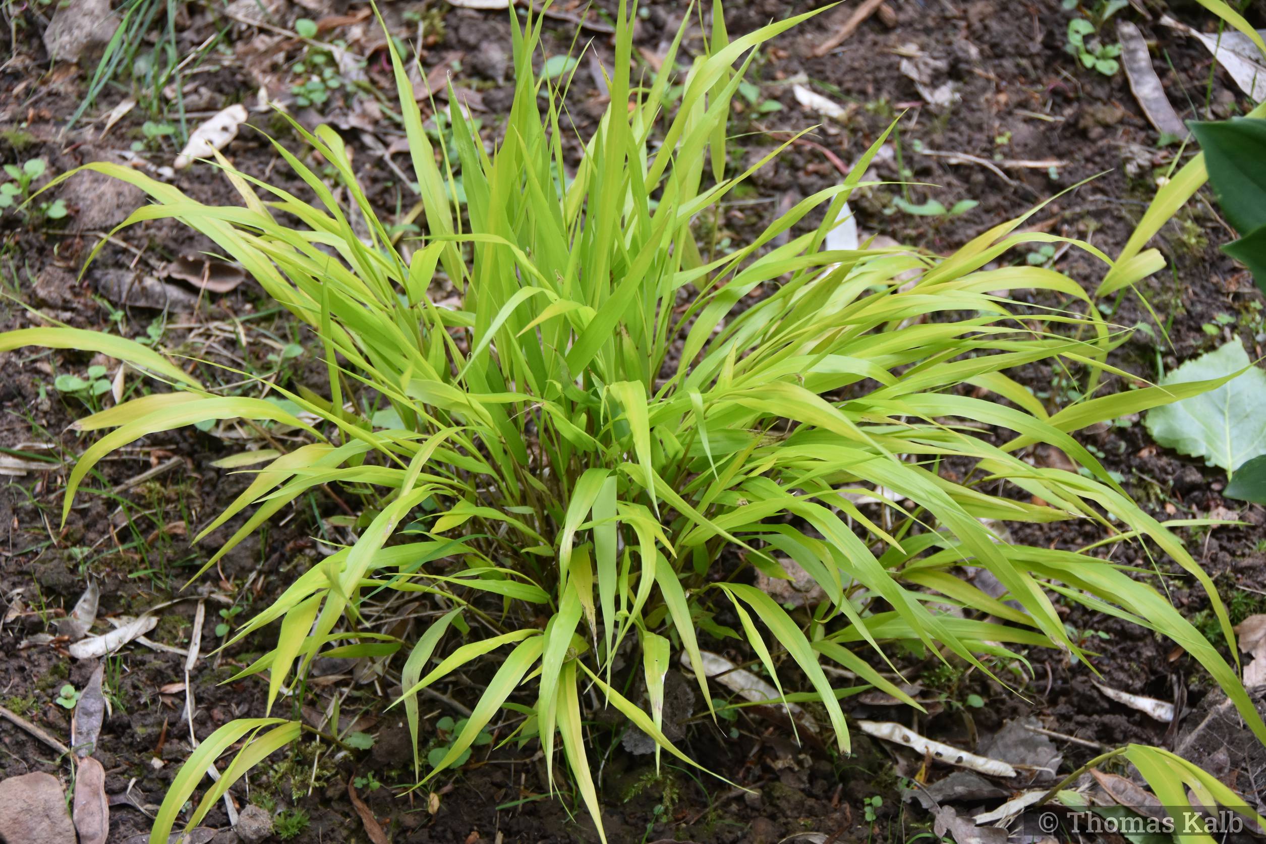 Hakonechloa macra ’All Gold’