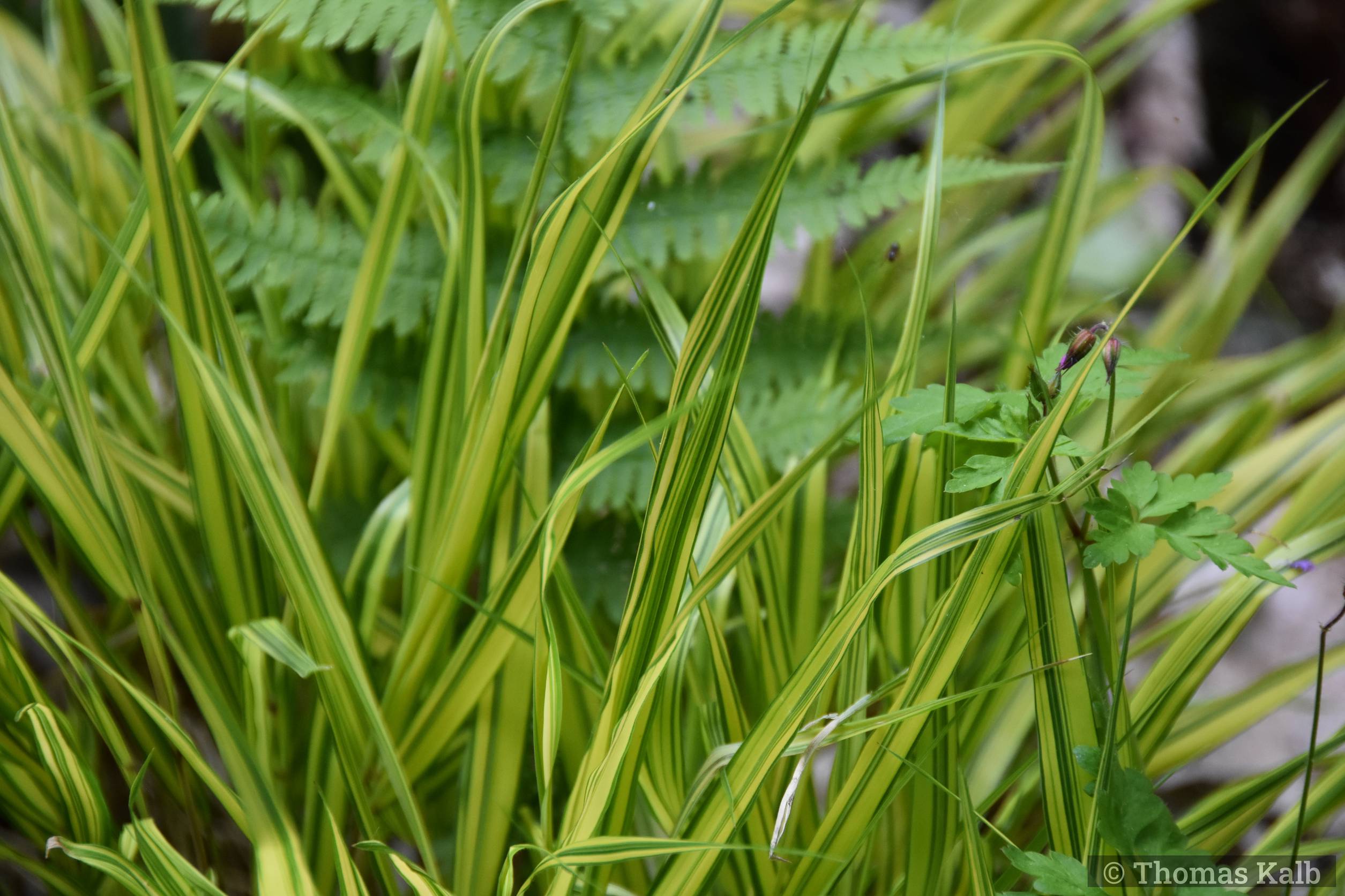 Hakonechloa macra ’Aureola’