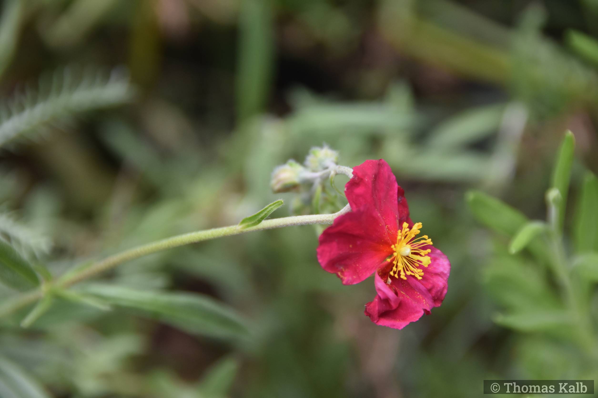 Helianthemum