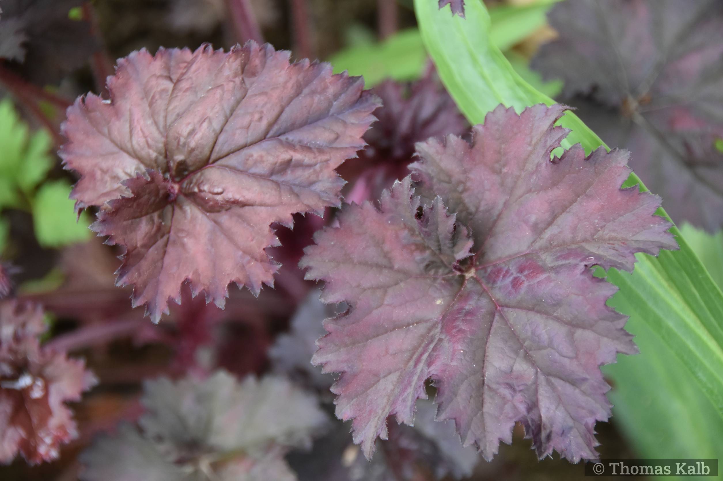 Heuchera ‚Binoche‘