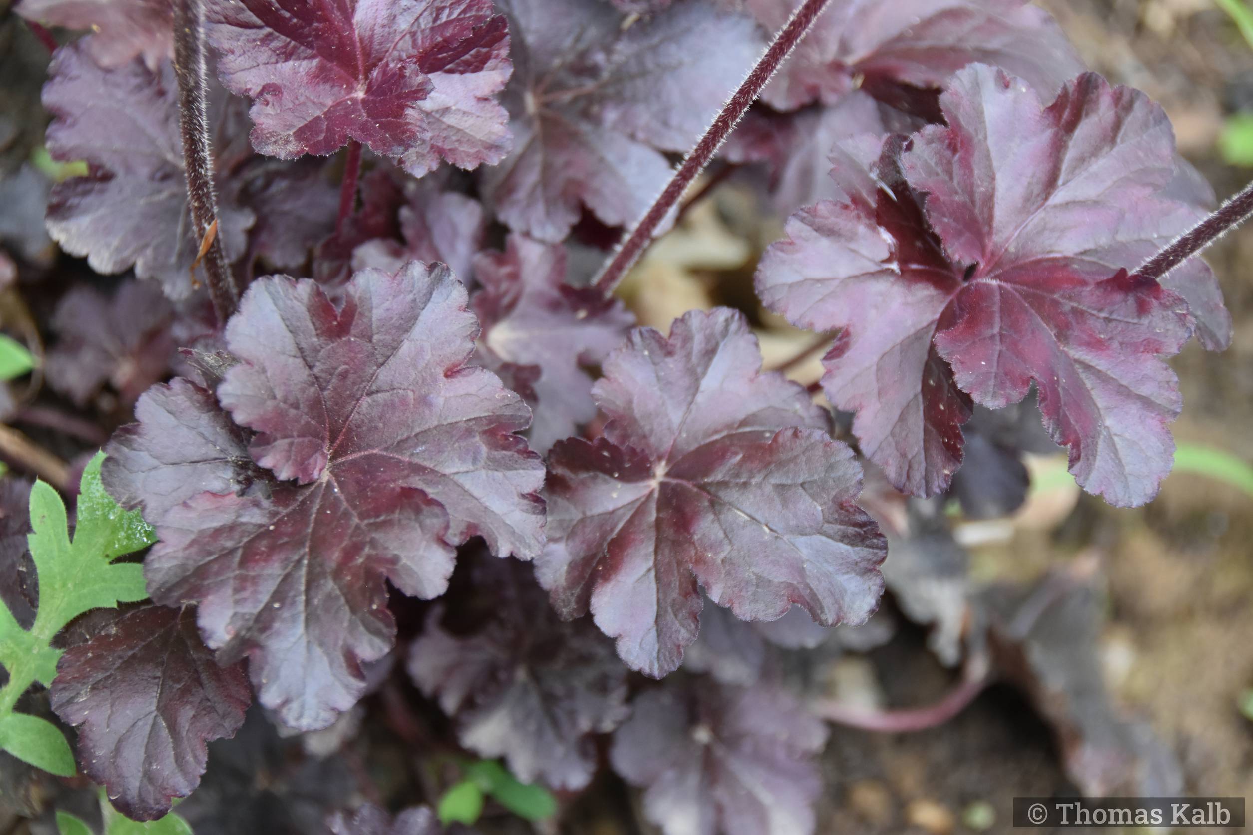 Heuchera ’Obsidian’