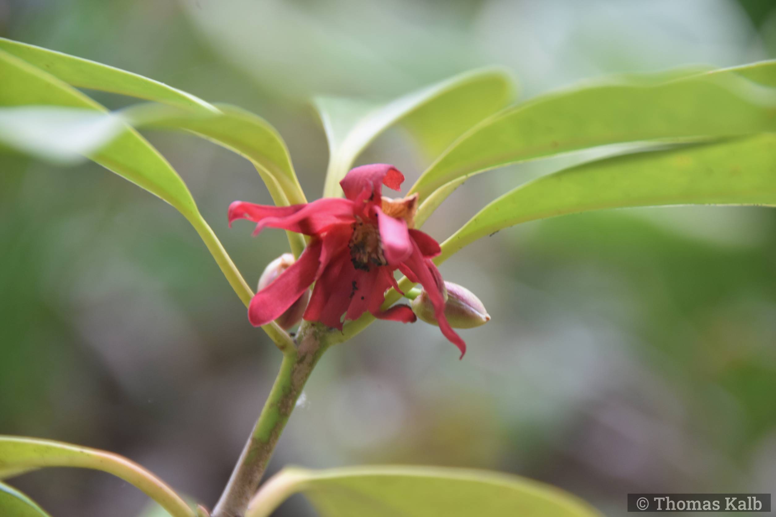 Illicium floridanum ’Woodland Ruby’