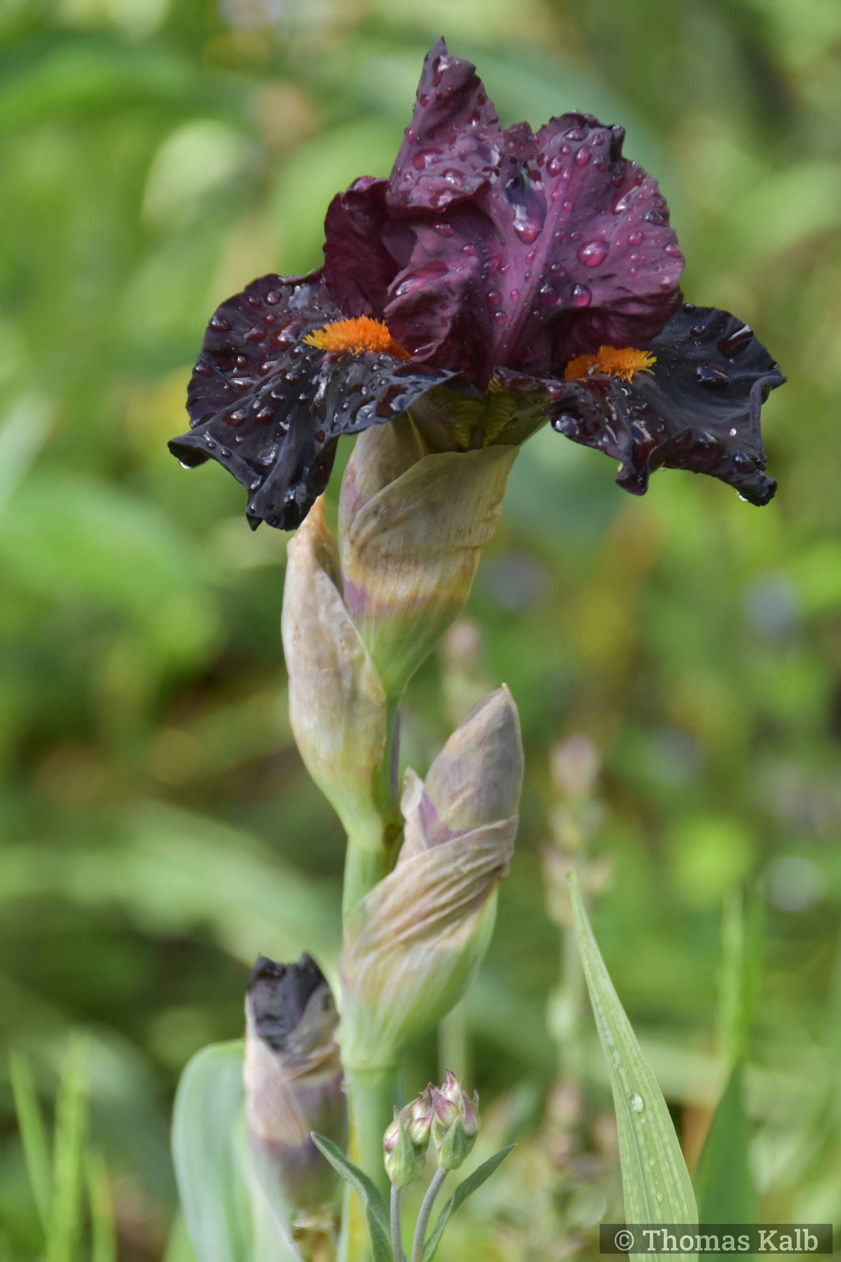 Iris ‚Jump Star‘