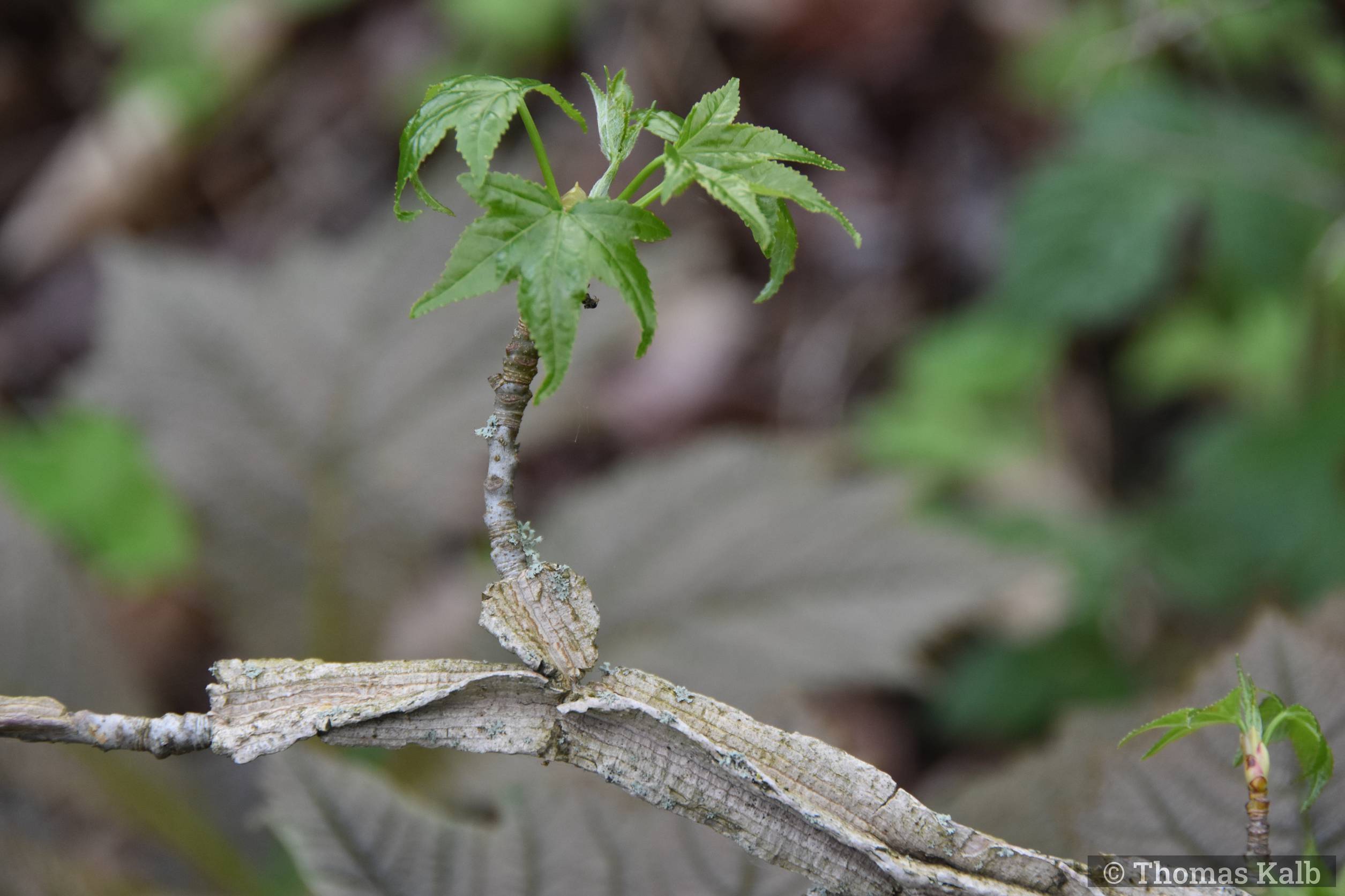 Liquidambar styraciflua ‚Corky‘