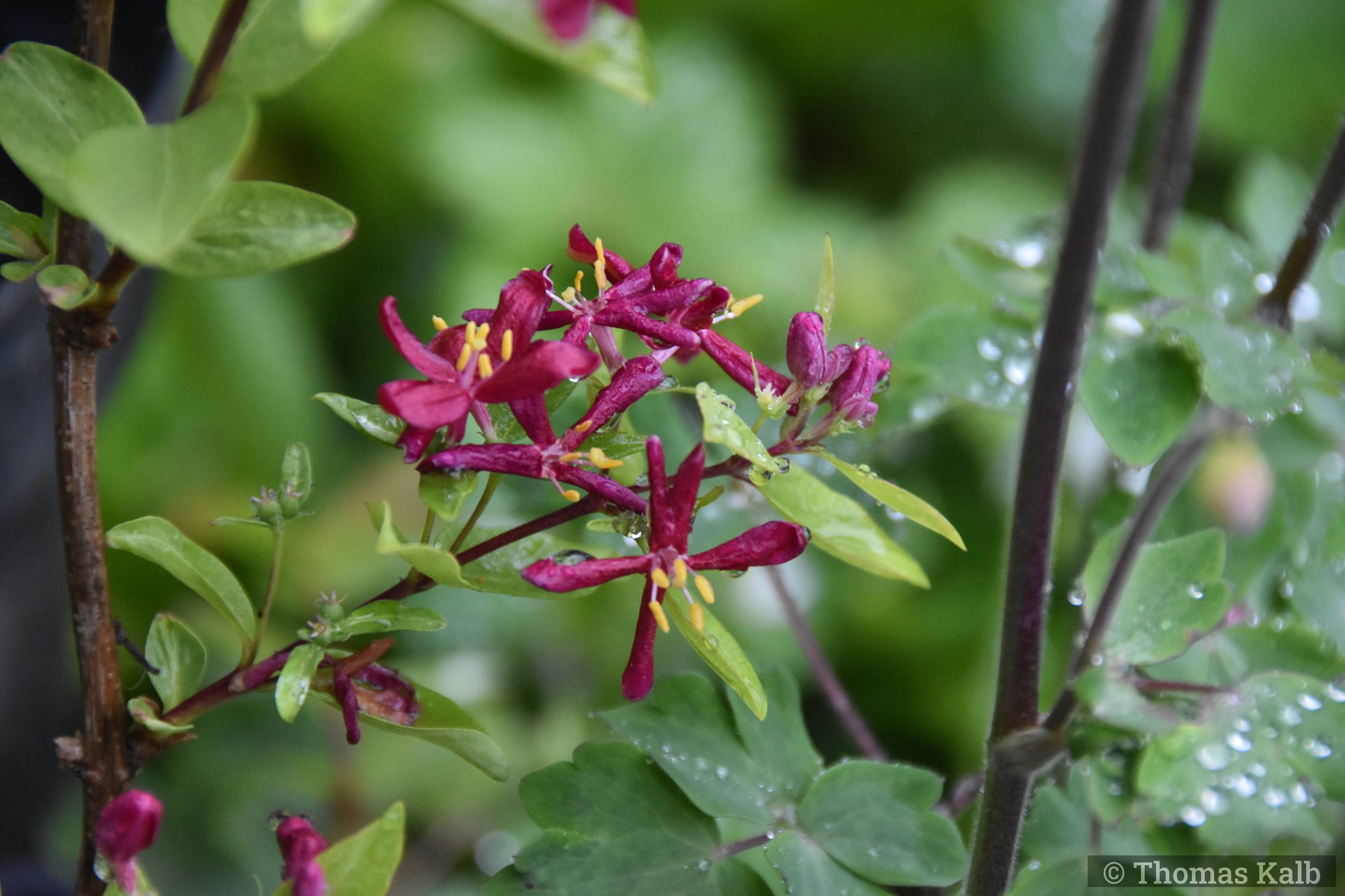 Lonicera tatarica ‚Zabelii‘
