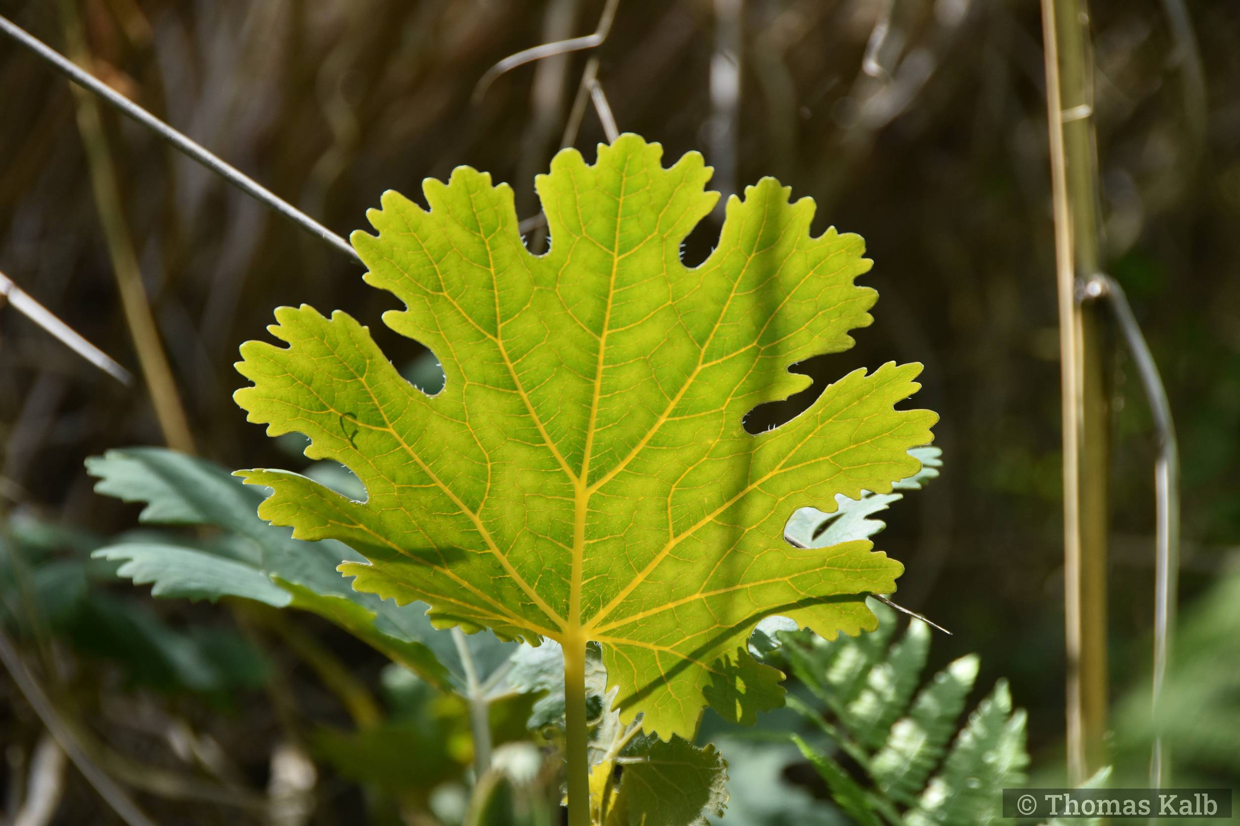 Macleaya microcarpa ’Kelway’s Coral Plume’
