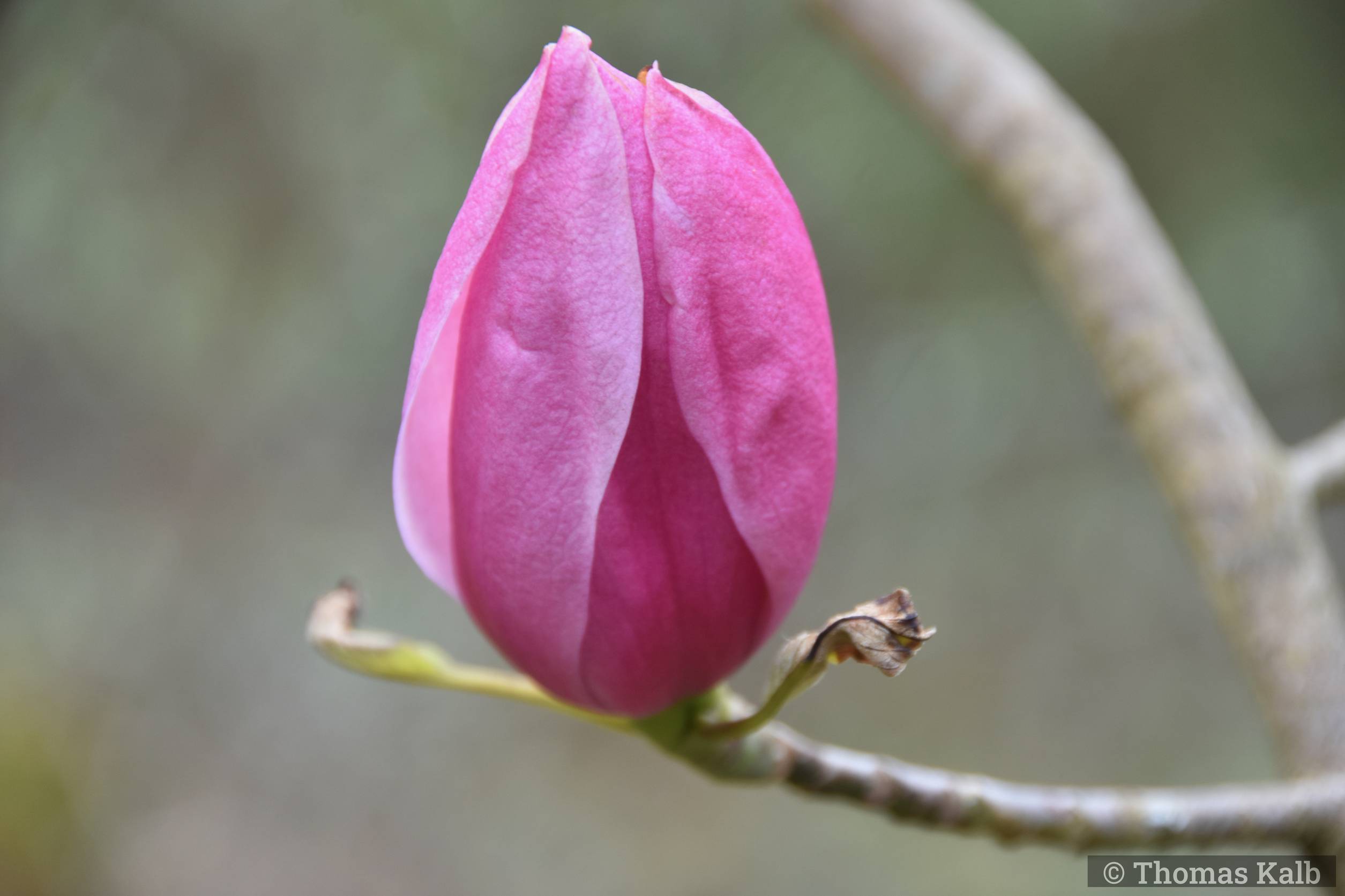 Magnolia ’Burncoose Purple’