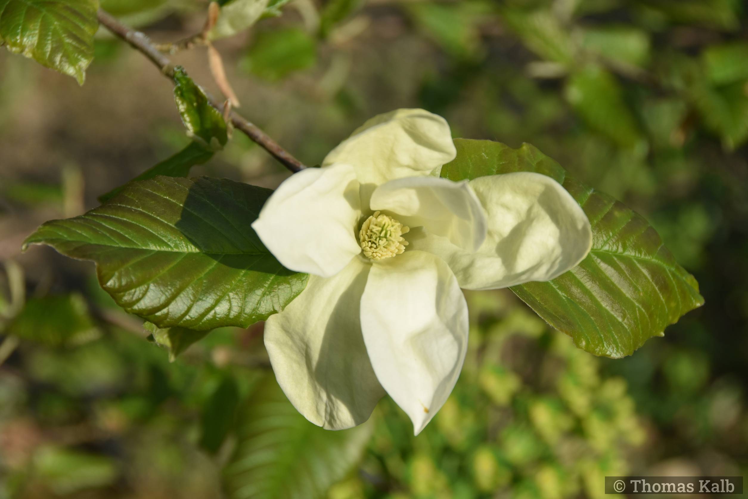 Magnolia ’Golden Rain’