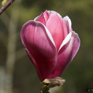 Magnolia - frühjahrsblühend