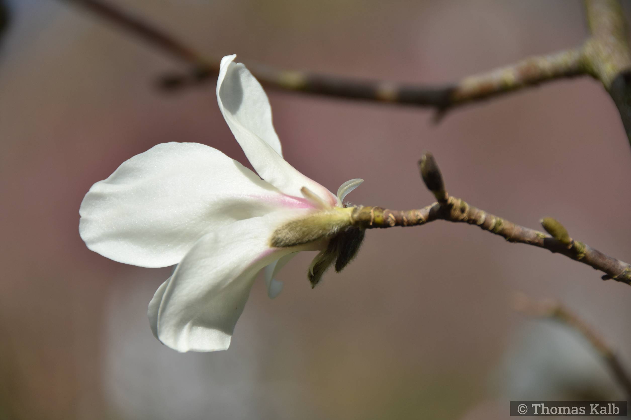 Magnolia ’Morris Fragrant’