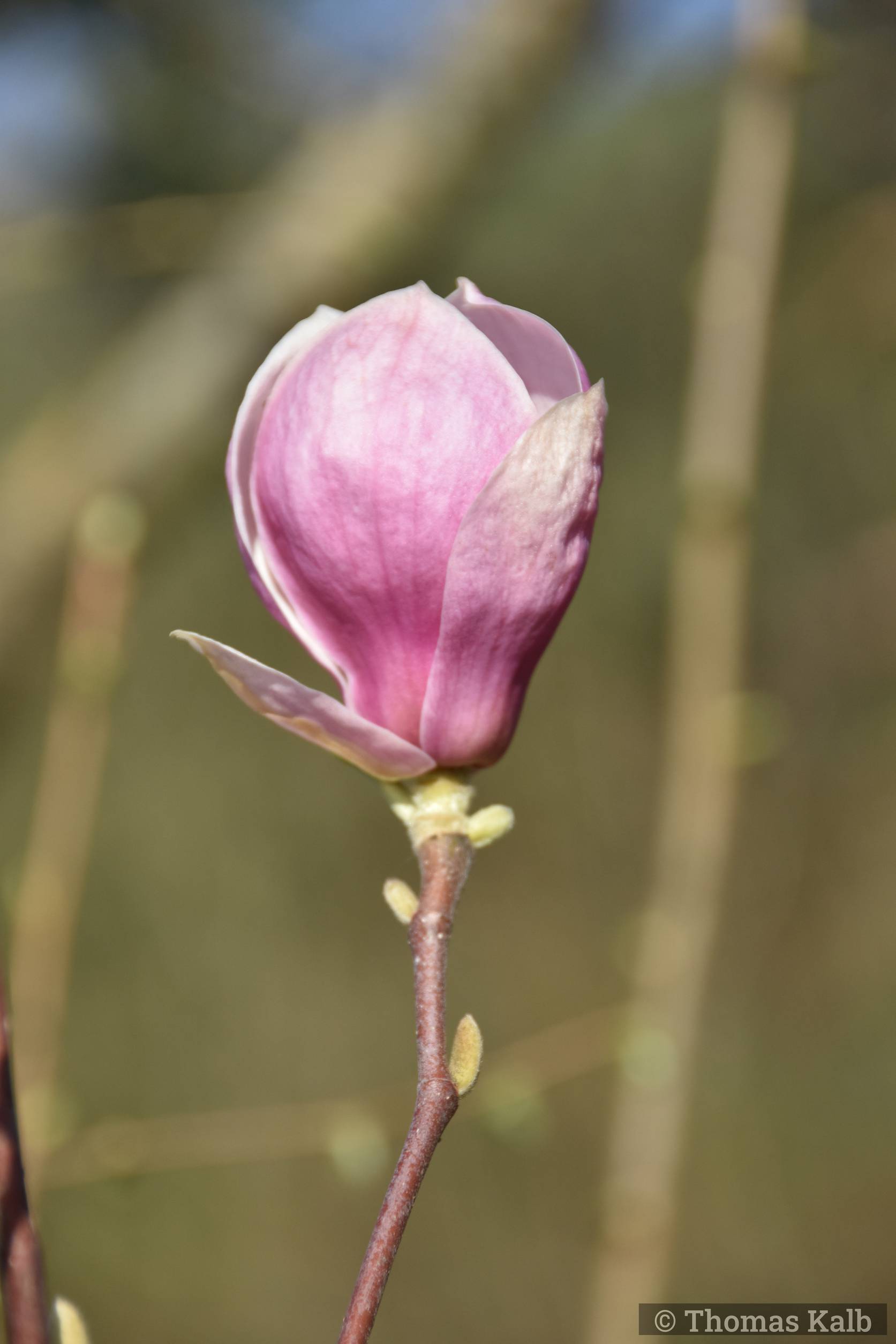 Magnolia ’Rustica Rubra’