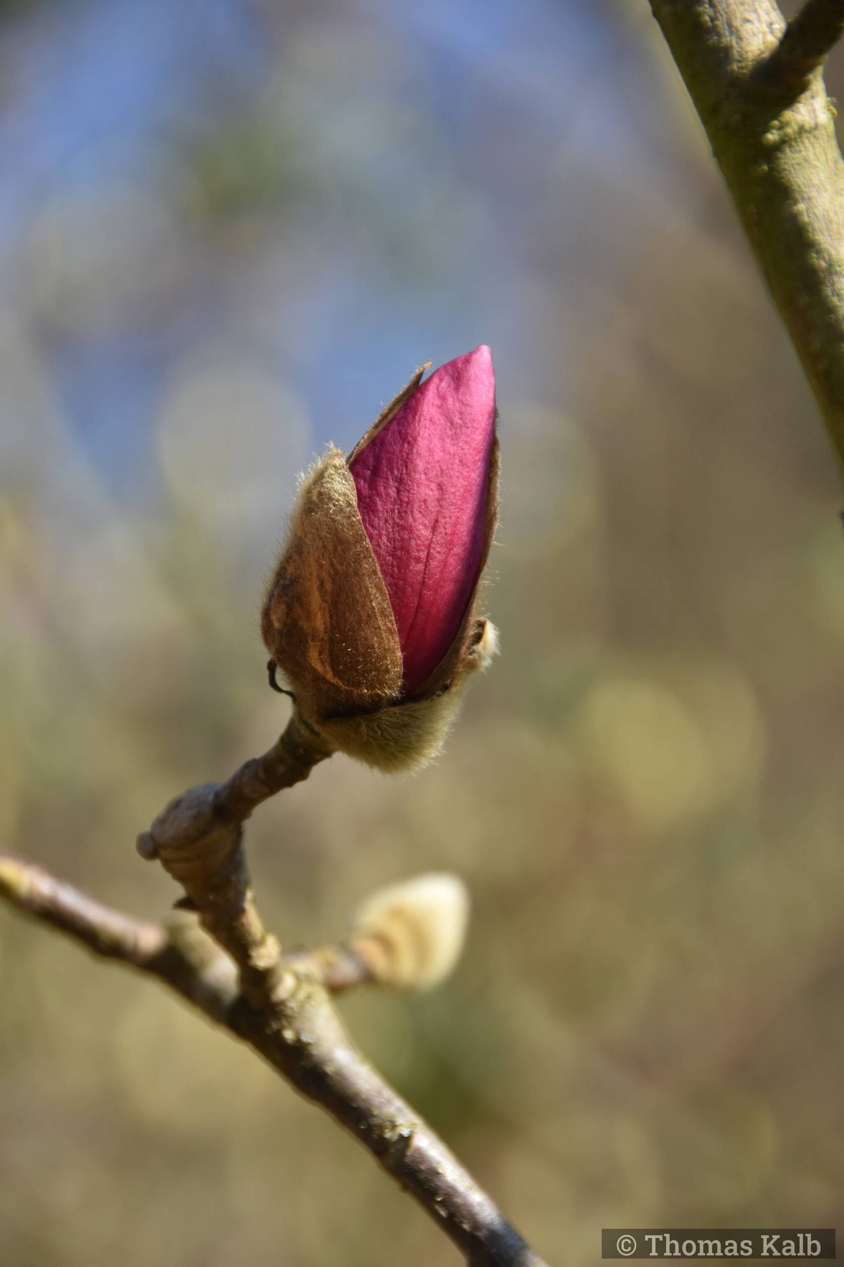 Magnolia ?
