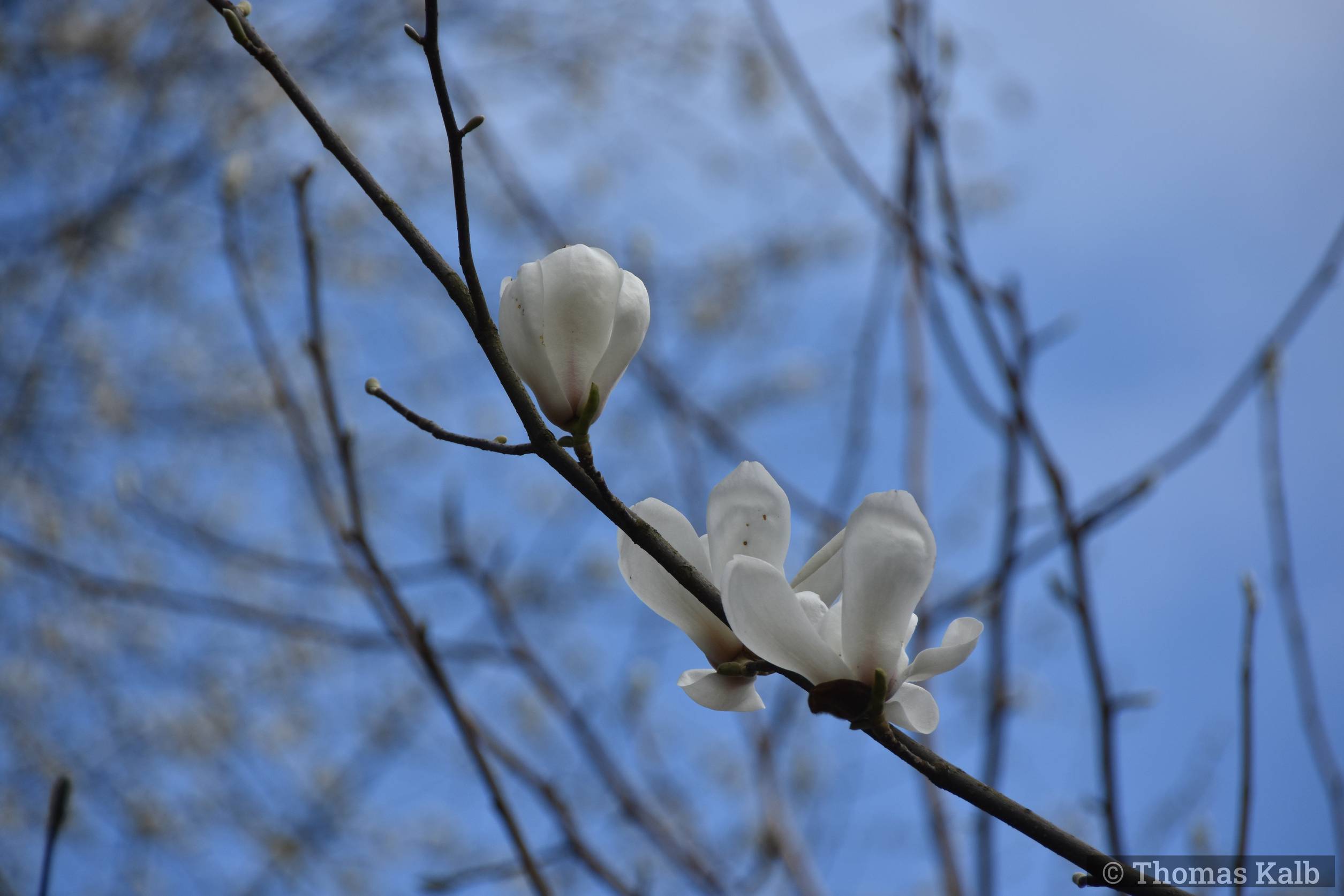 Magnolia amoena ’Wespelaar’