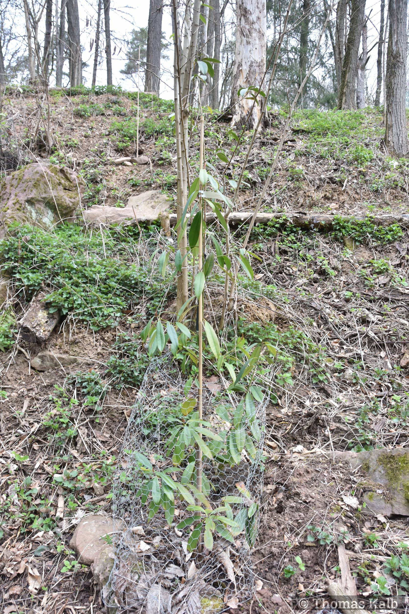 Magnolia changhungtana x insignis