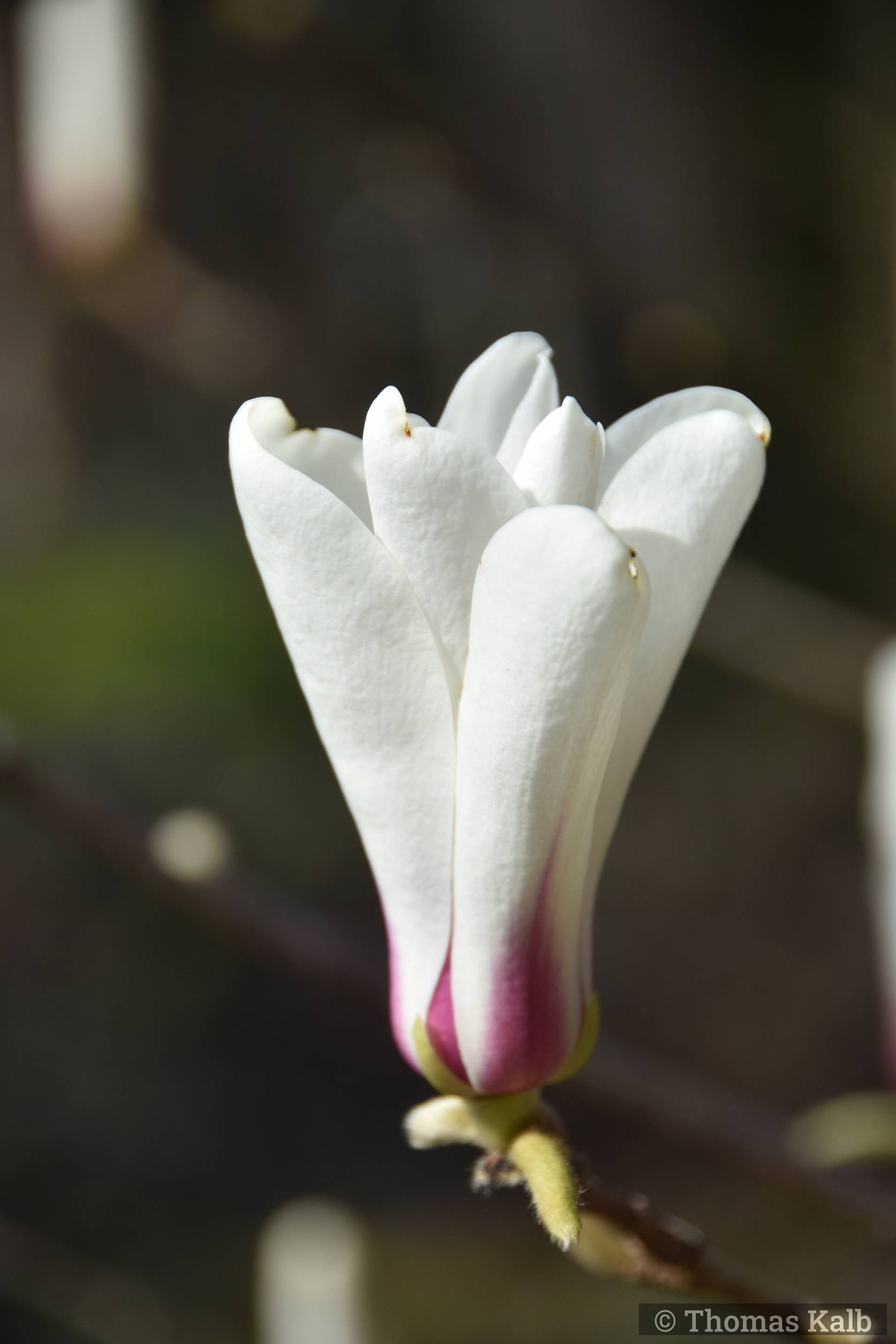 Magnolia cylindrica ’true form’