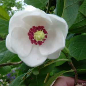 Magnolia - sommerblühend