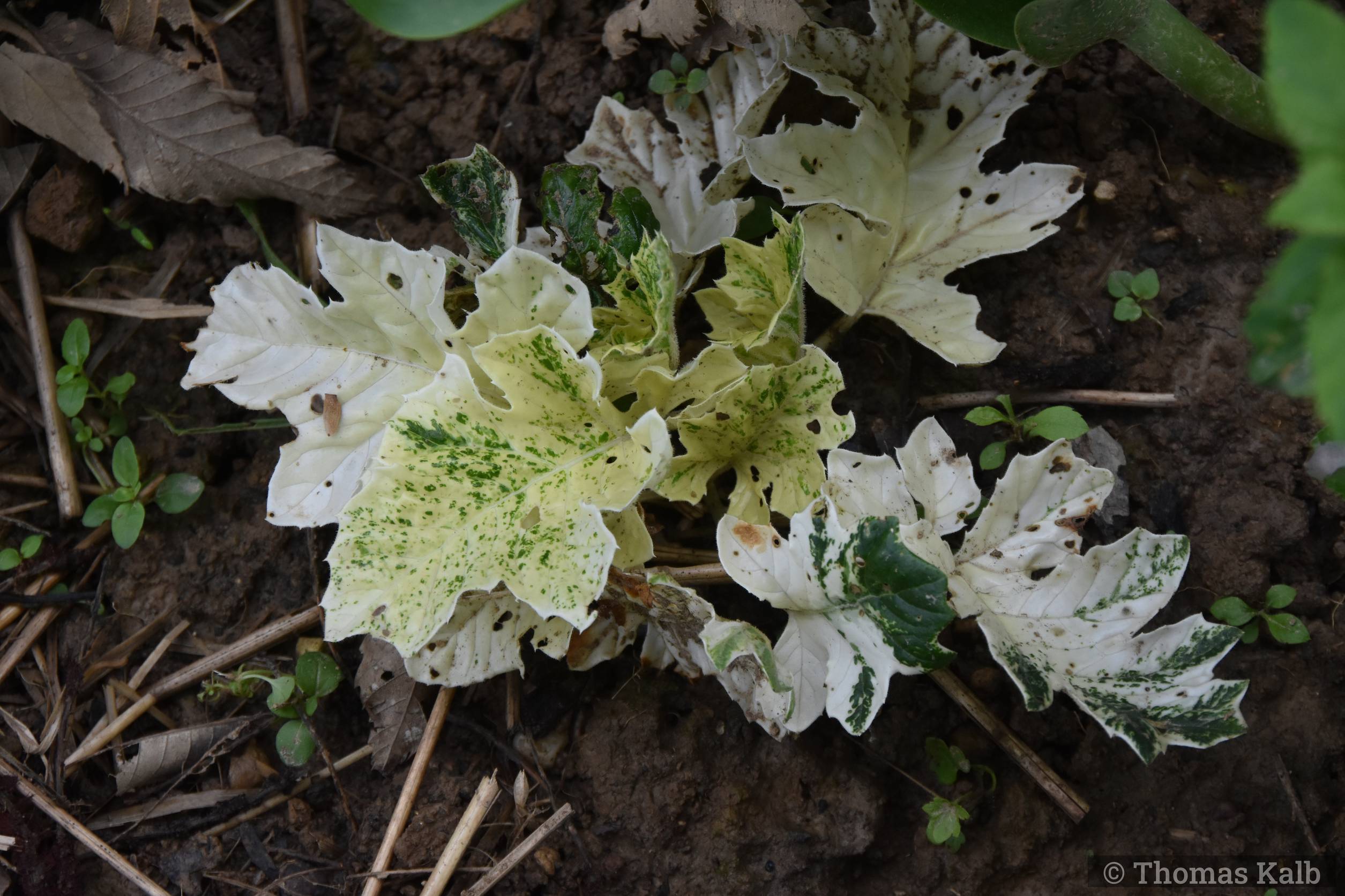 Acanthus mollis ‚Whitewater‘