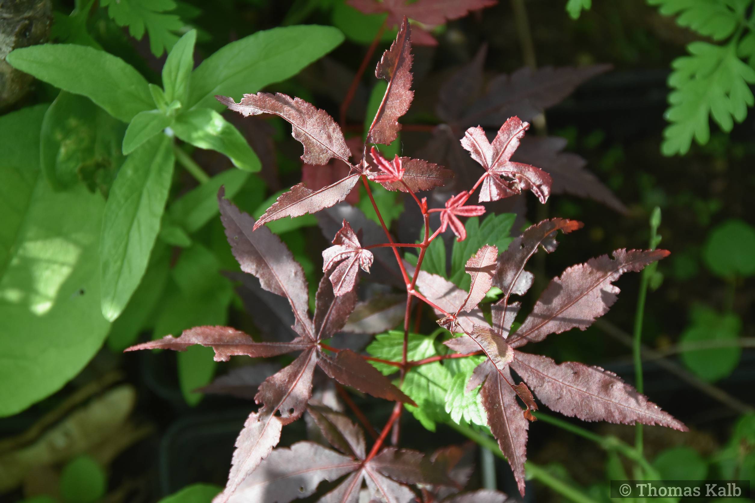 Acer palmatum ’Atropurpureum’ sdlg
