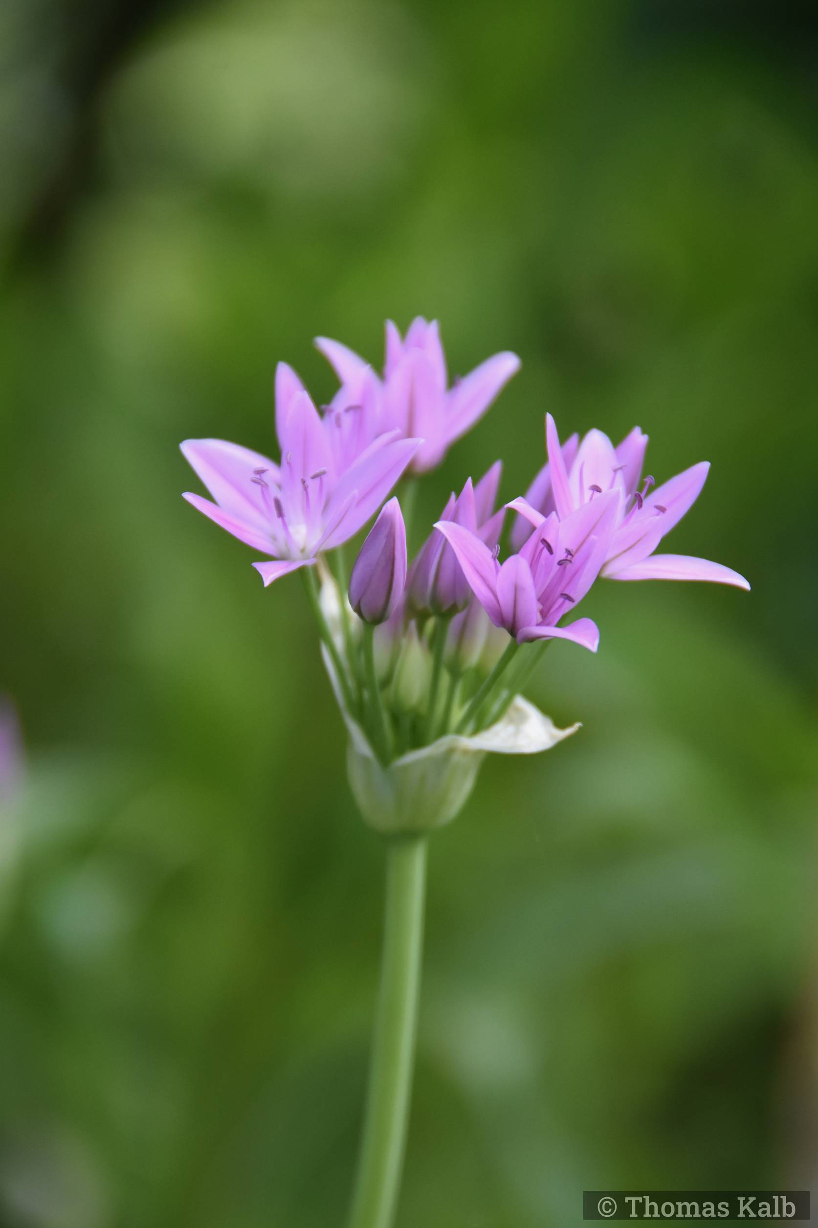 Allium ‚Eros‘