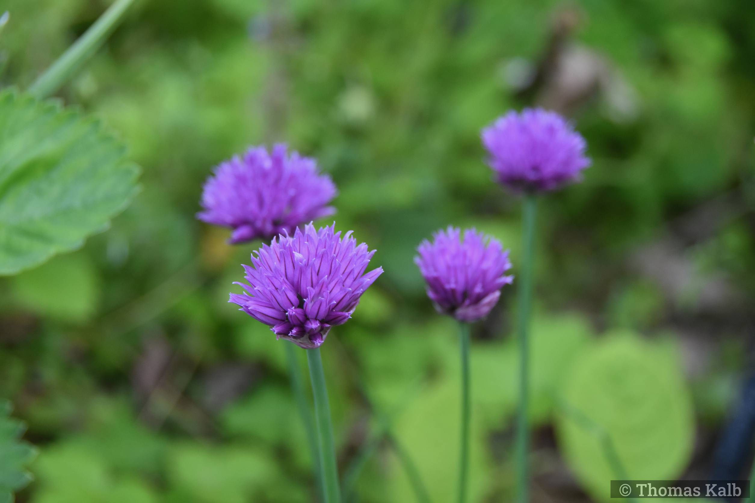 Allium schoenoprasum ’Glowing Amethyst’