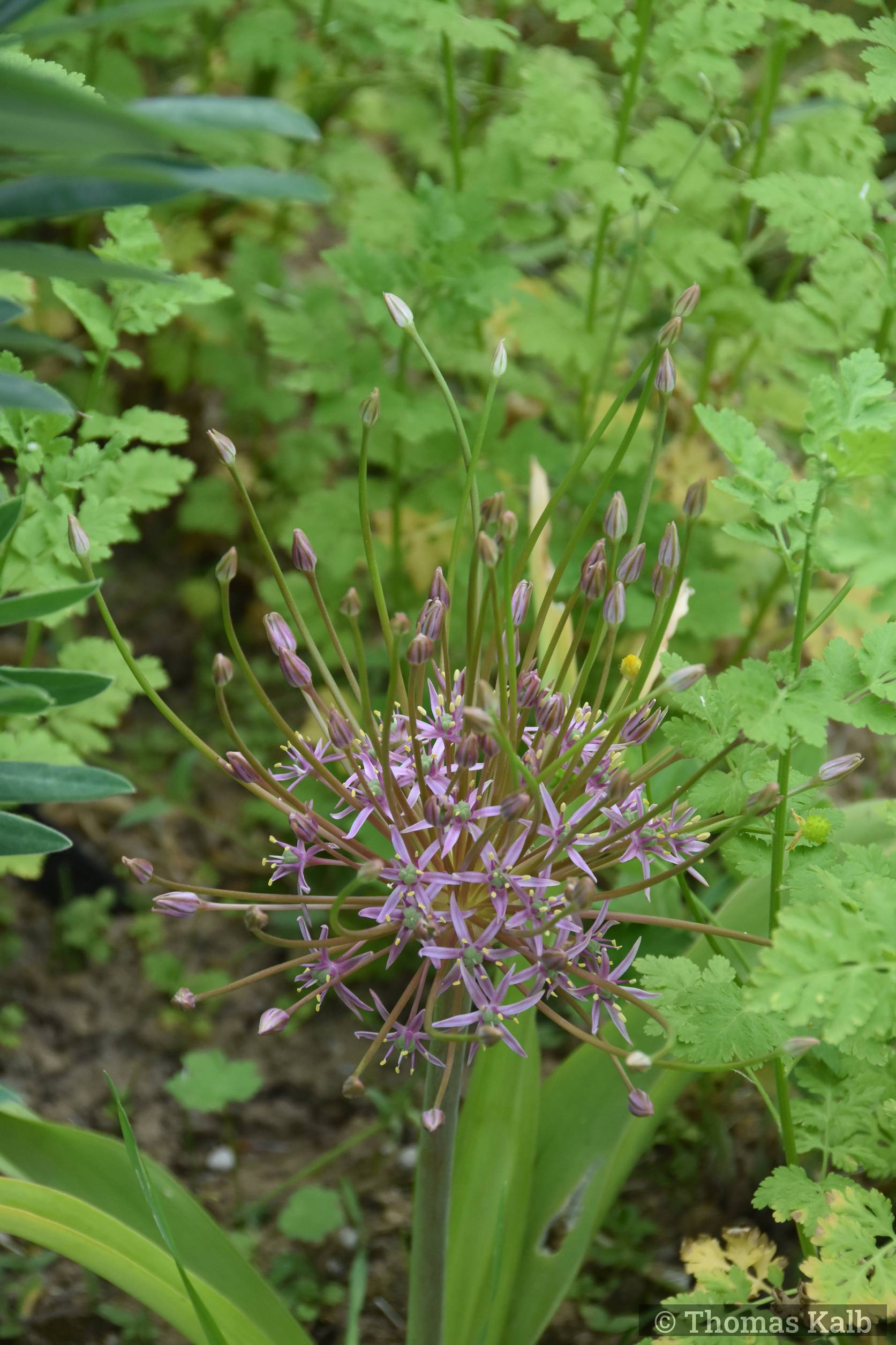 Allium schubertii