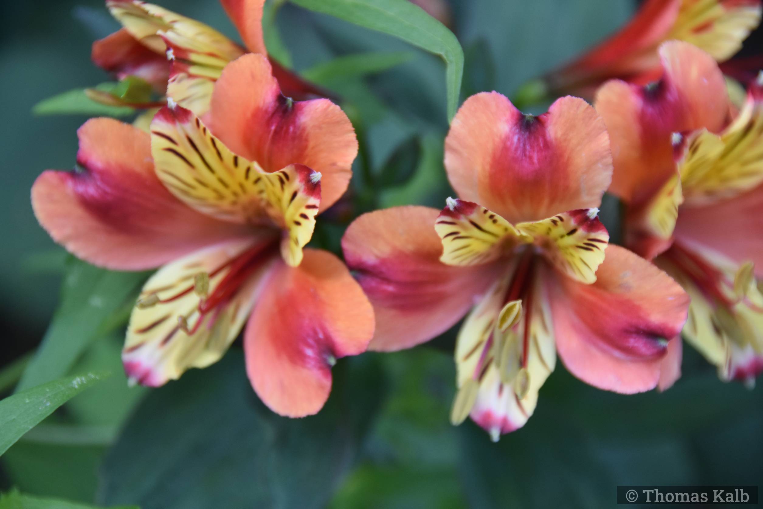 Alstroemeria ‚Indian Summer‘