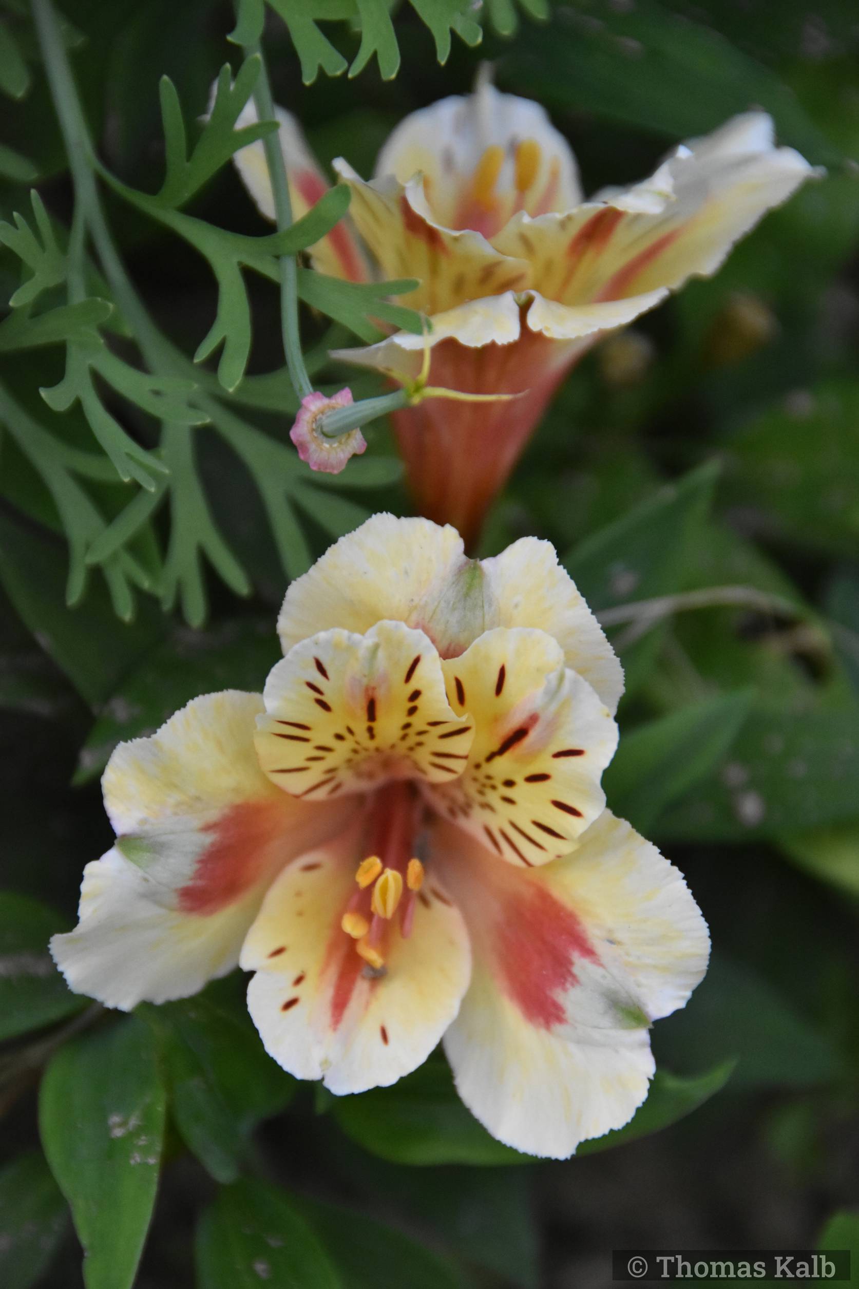 Alstroemeria ‚Koncahusky‘