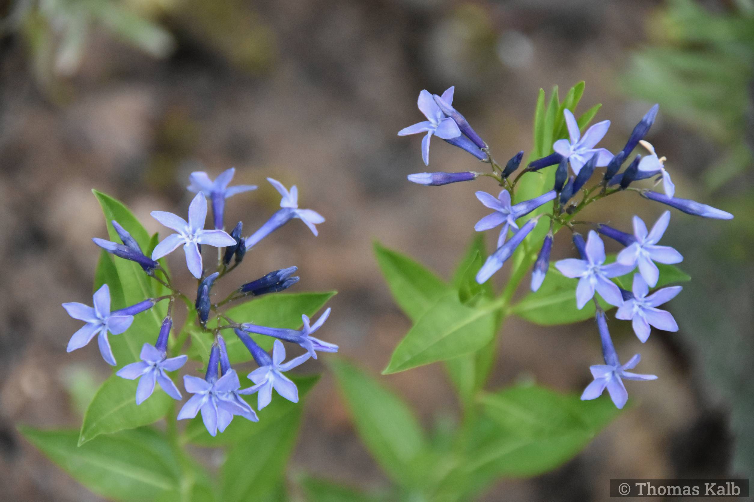Amsonia ’Blue Ice’