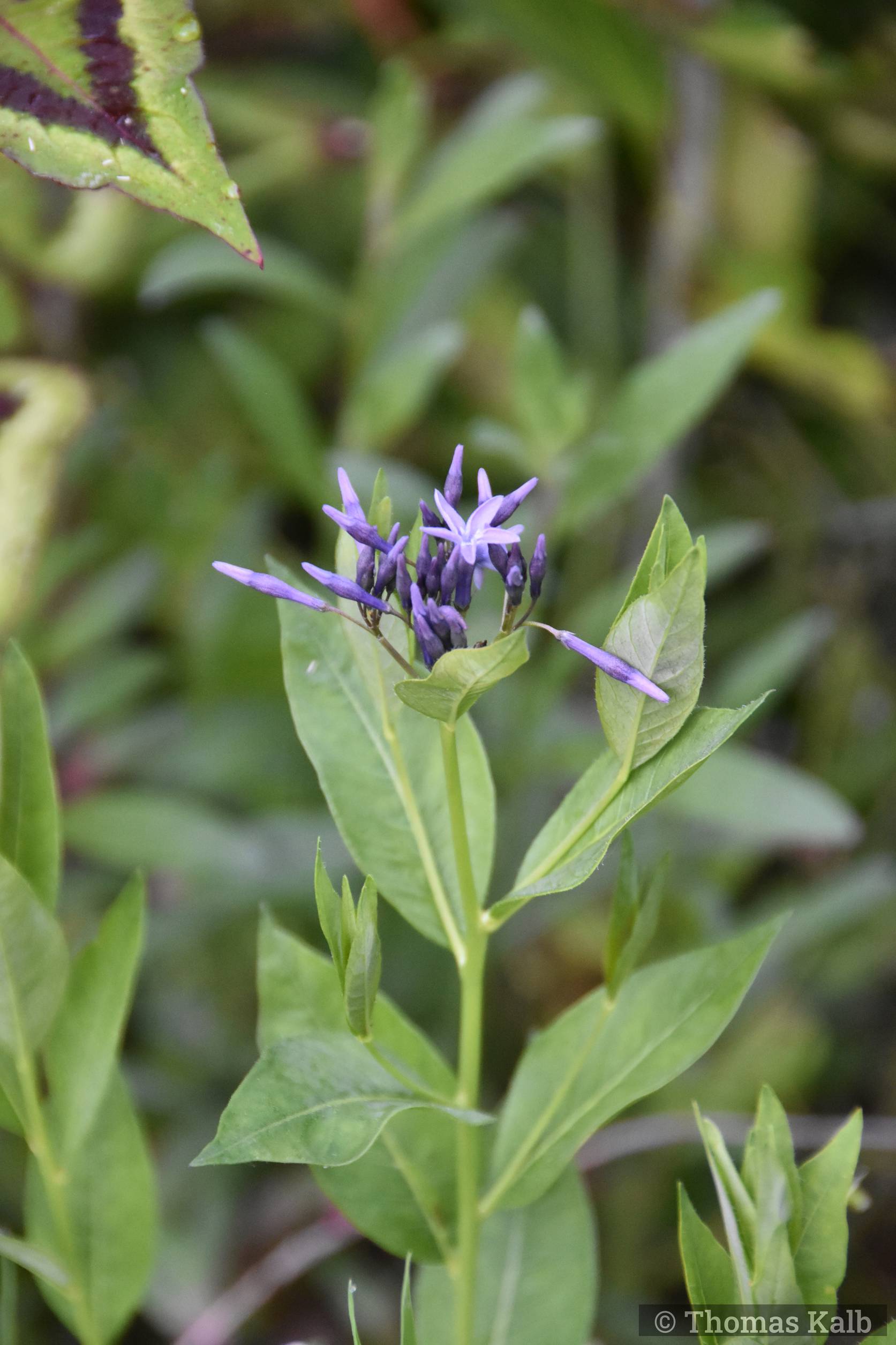 Amsonia orientalis