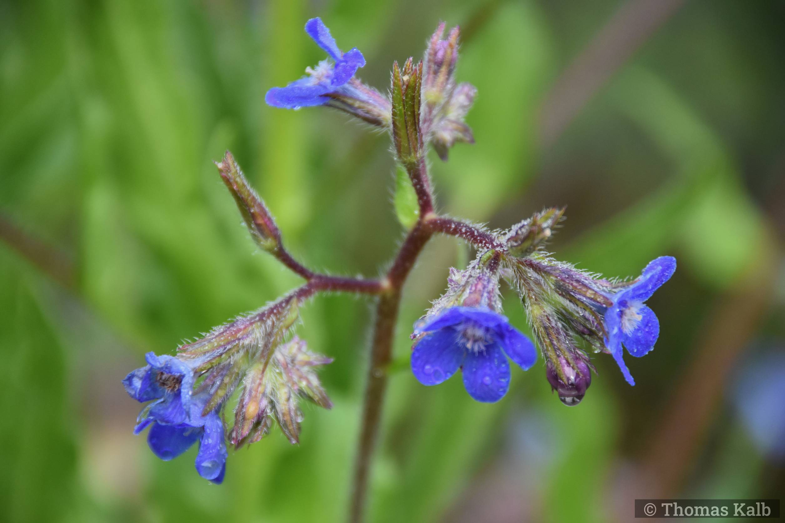 Anchusa azurea ‚Loddon Royalist‘