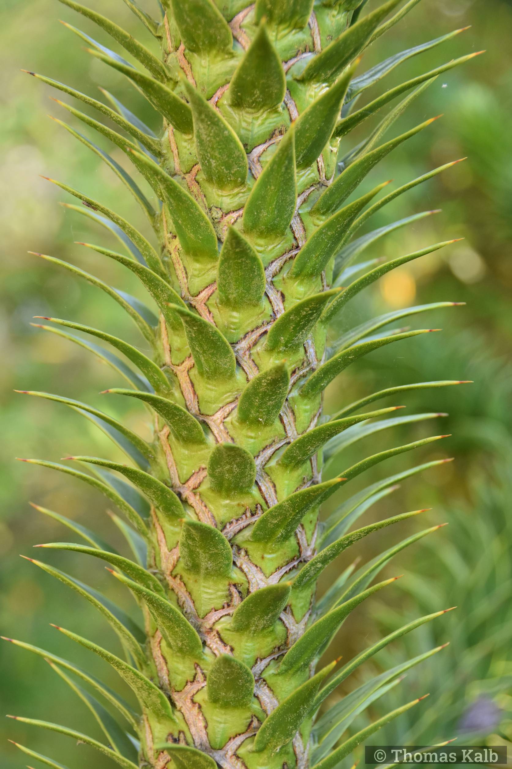 Araucaria araucana