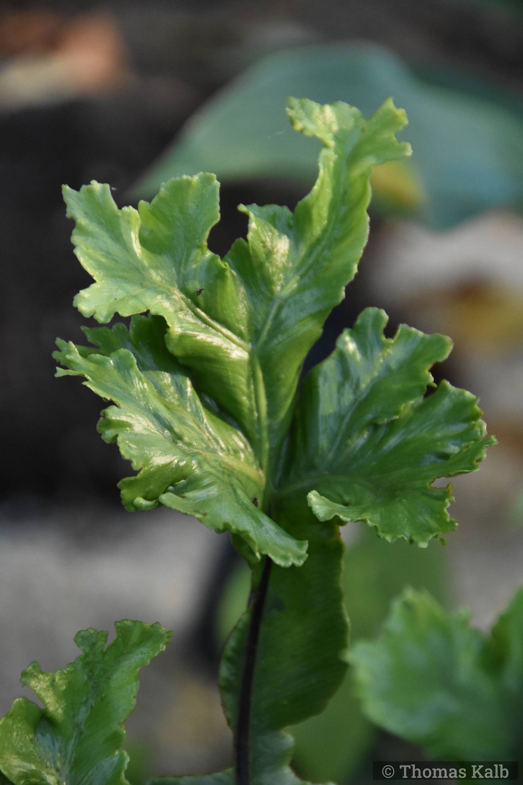 Asplenium scolopendrium
