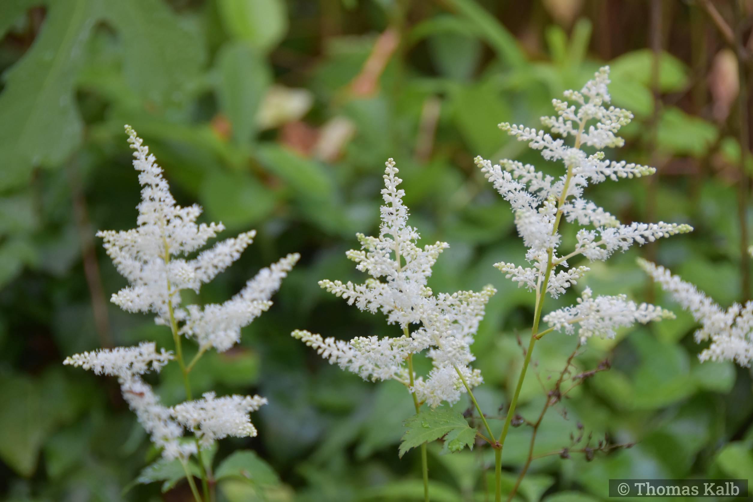 Astilbe