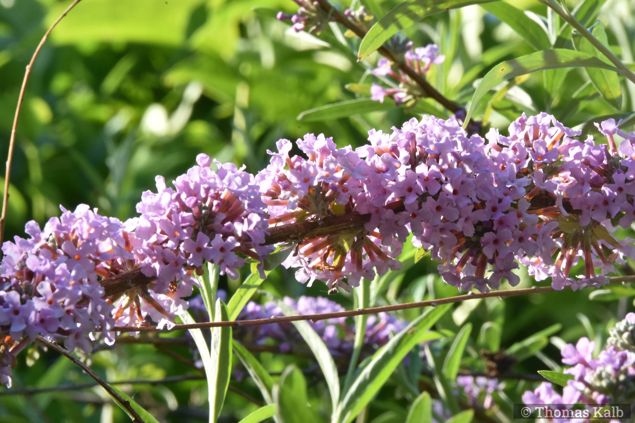 Buddleja alternifolia