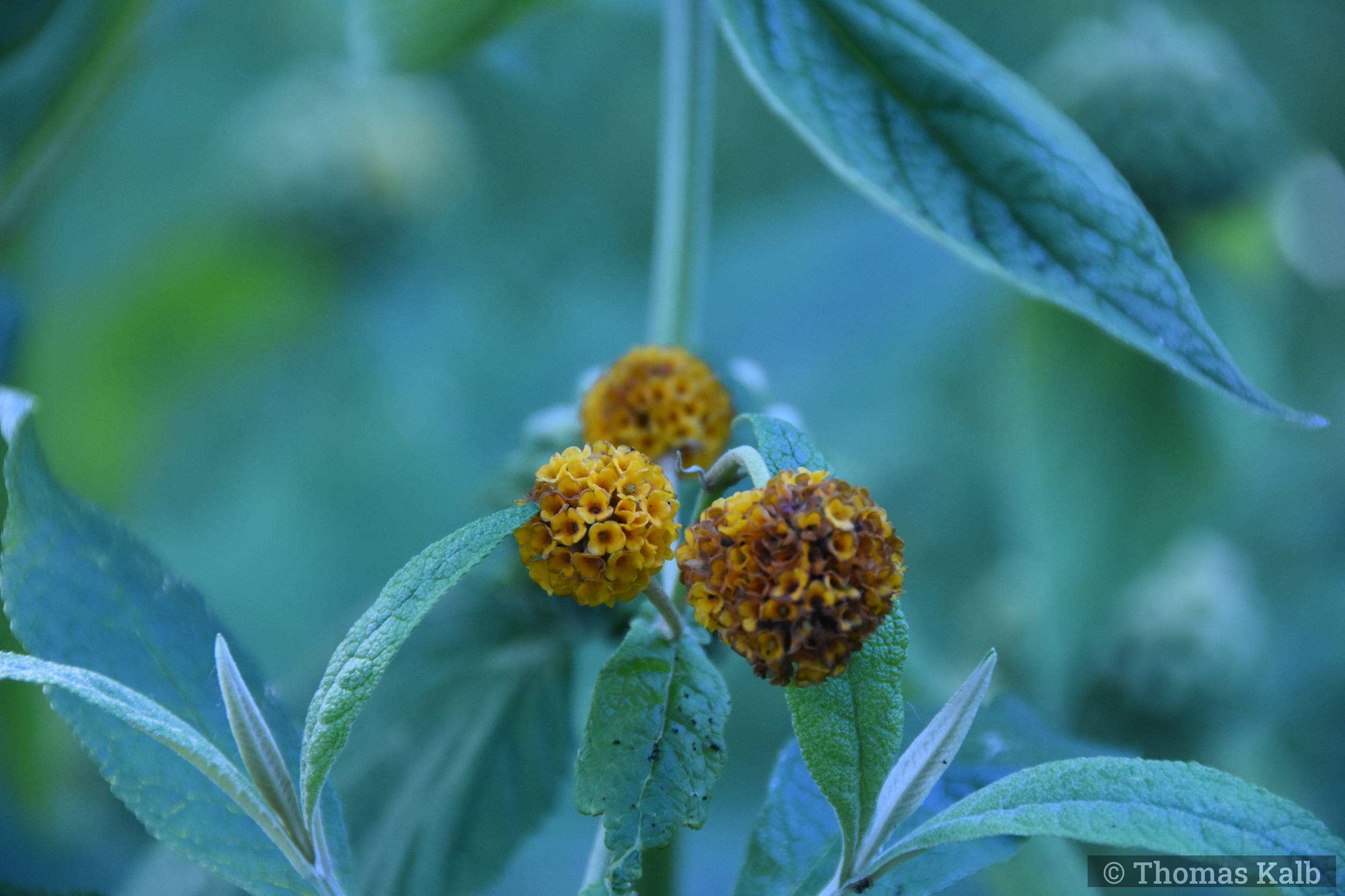 Buddleya globosa