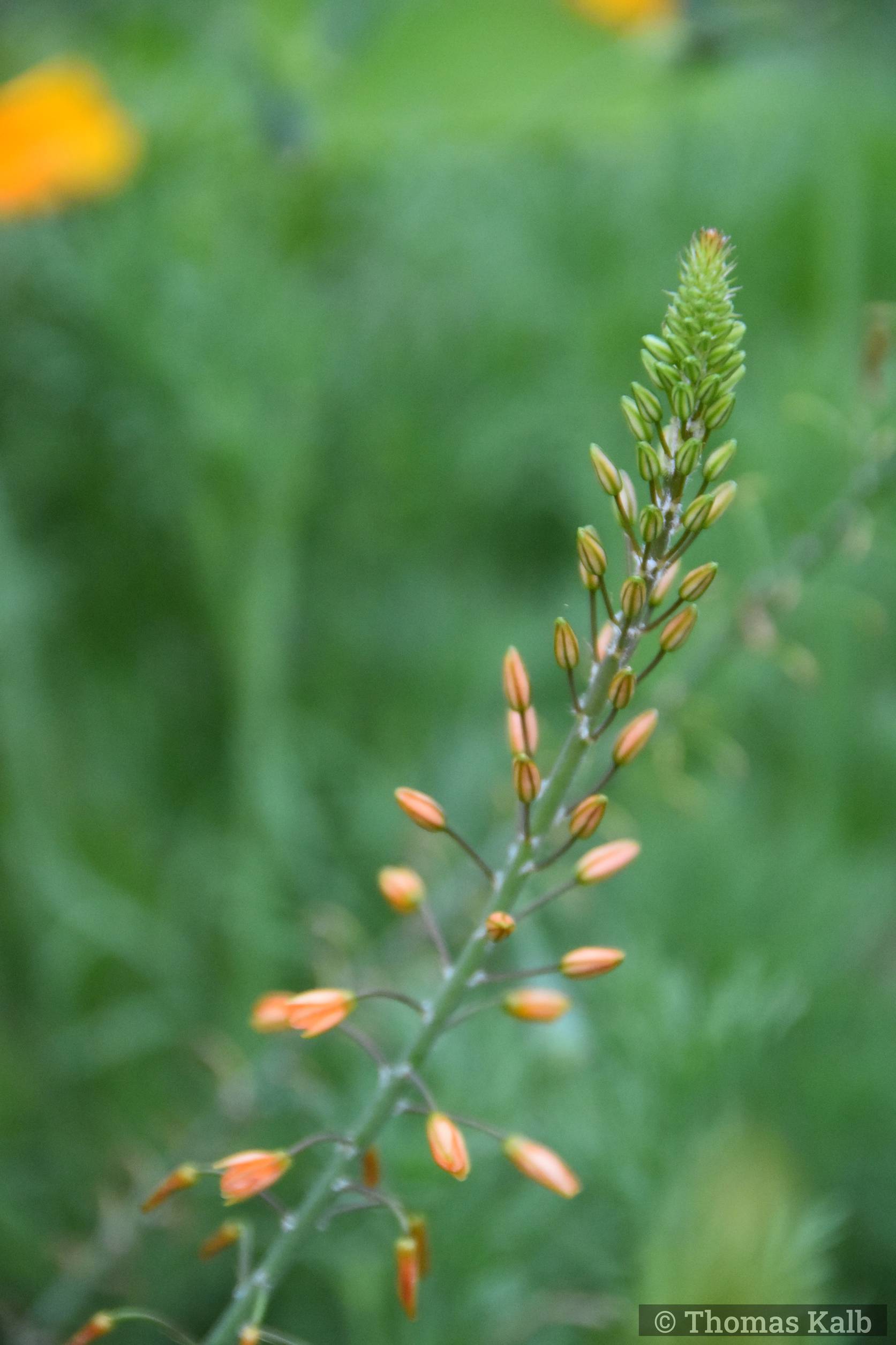 Bulbine frutescens