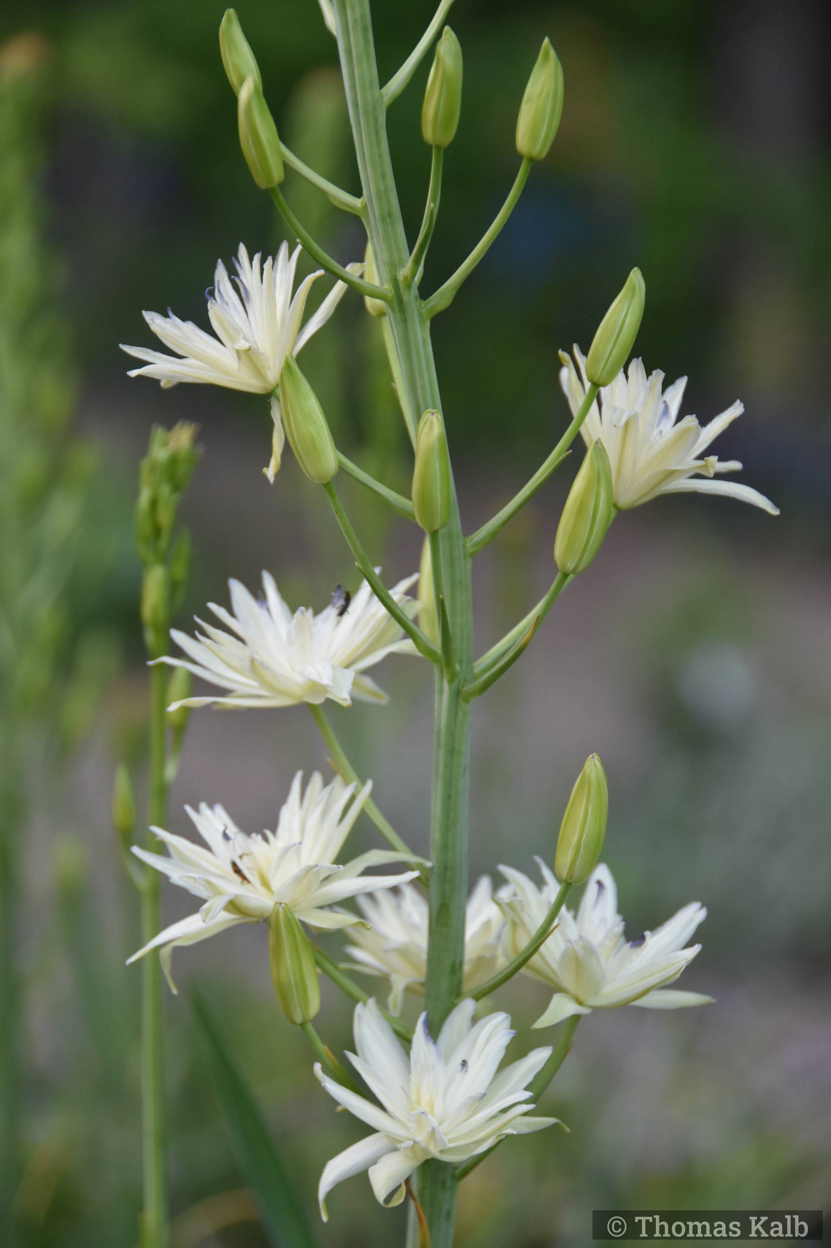 Camassia leichtlinii ‚Semiplena‘