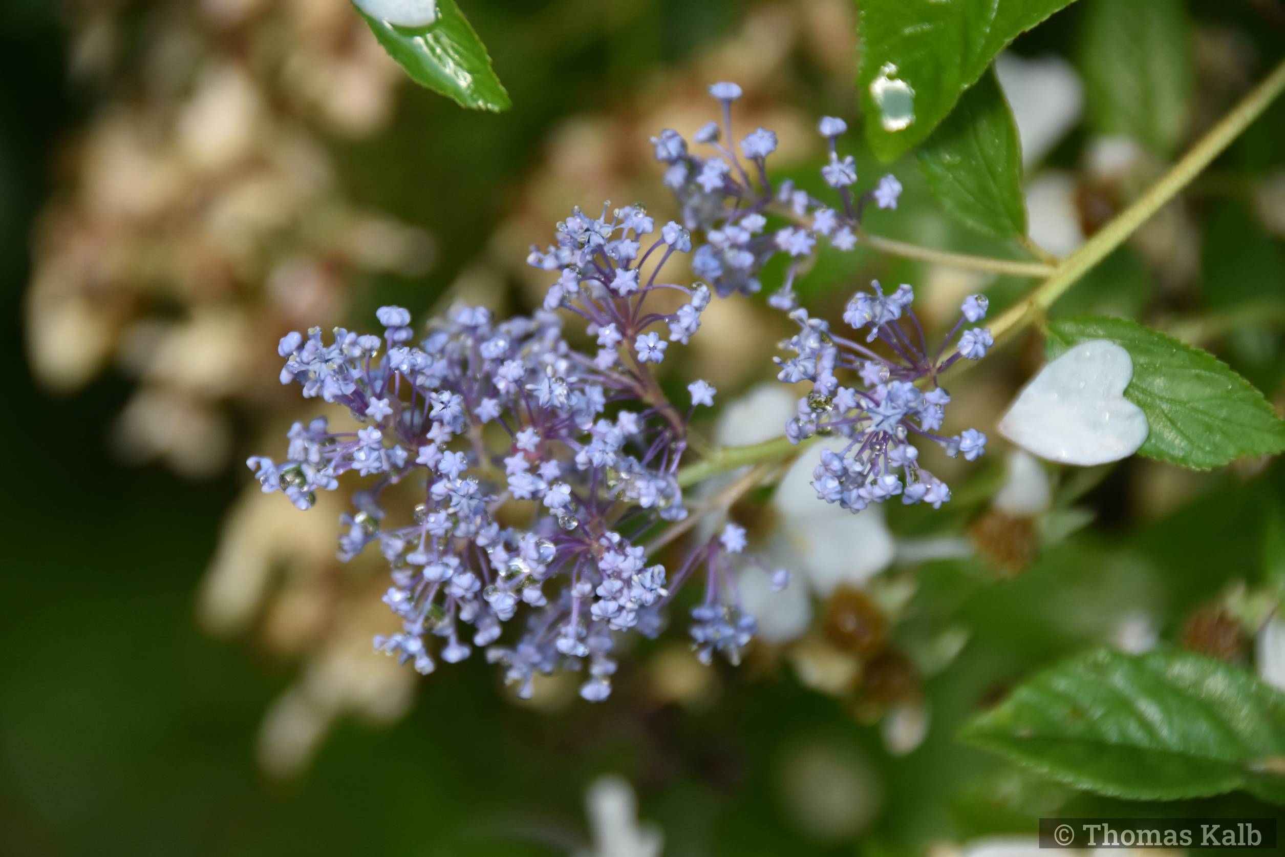 Ceanothus ’Gloire de Versailles’